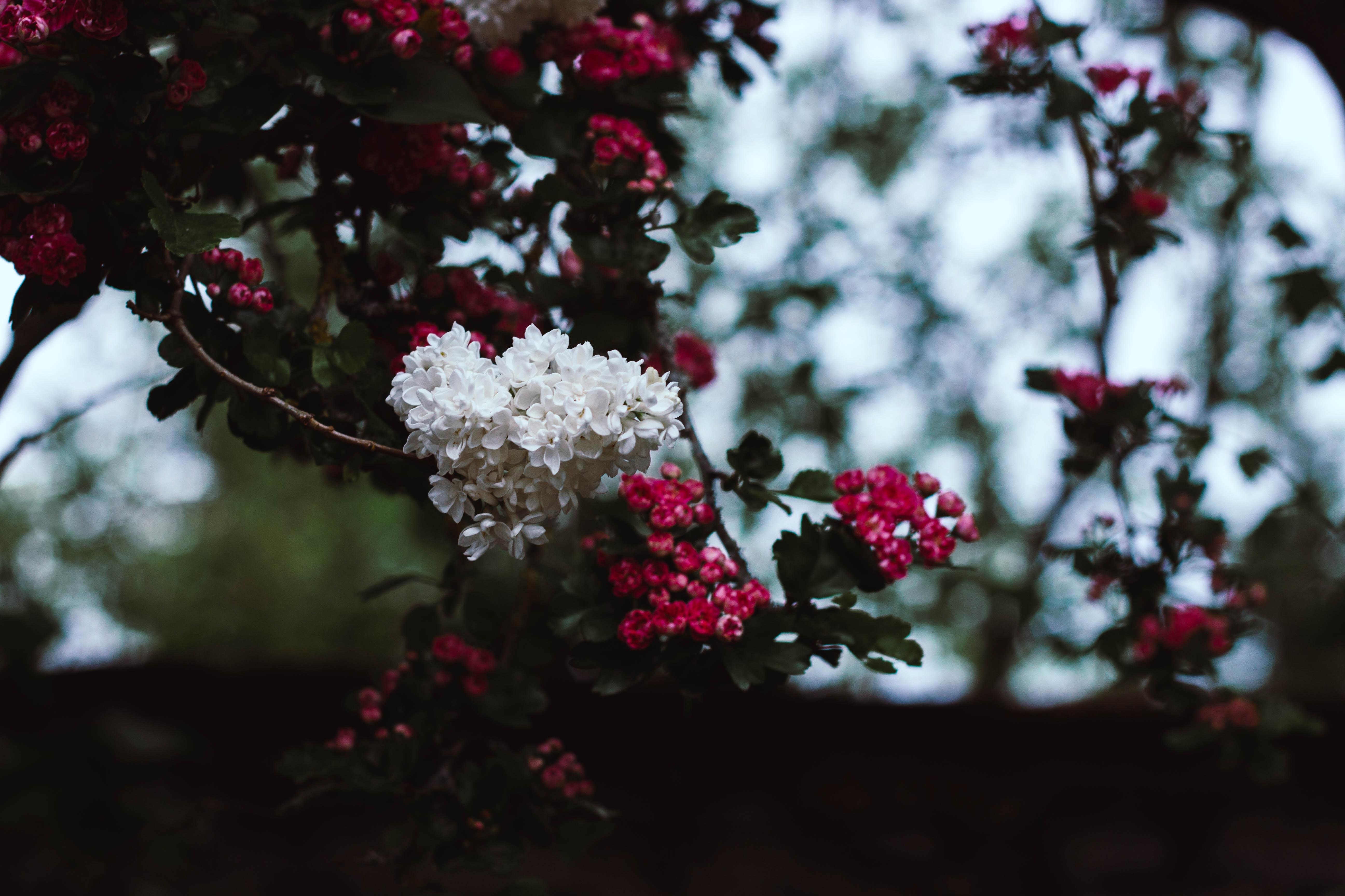 Cluster of white flowers on a tree branch surrounded by small dark pink blossoms and green leaves, with a blurred sky and foliage background.