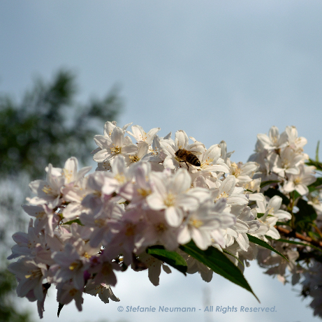 header profile