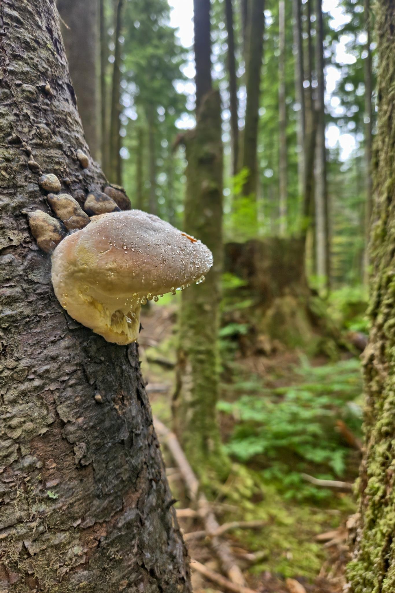 Close-up of a pale tan shelf fungus with water droplets growing from the side of a dark tree trunk, with tall conifer trees and green forest undergrowth blurred in the background.