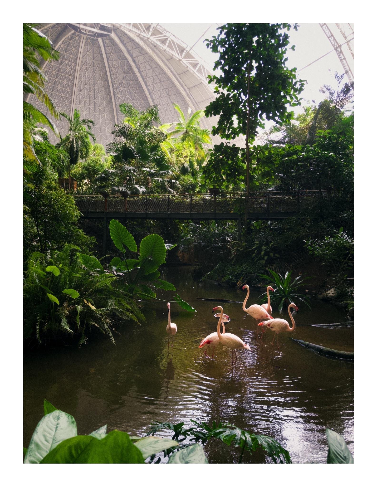 Five flamingos wading in a shallow pond surrounded by dense tropical plants, with a footbridge across the middle and a large geodesic dome roof structure visible overhead.