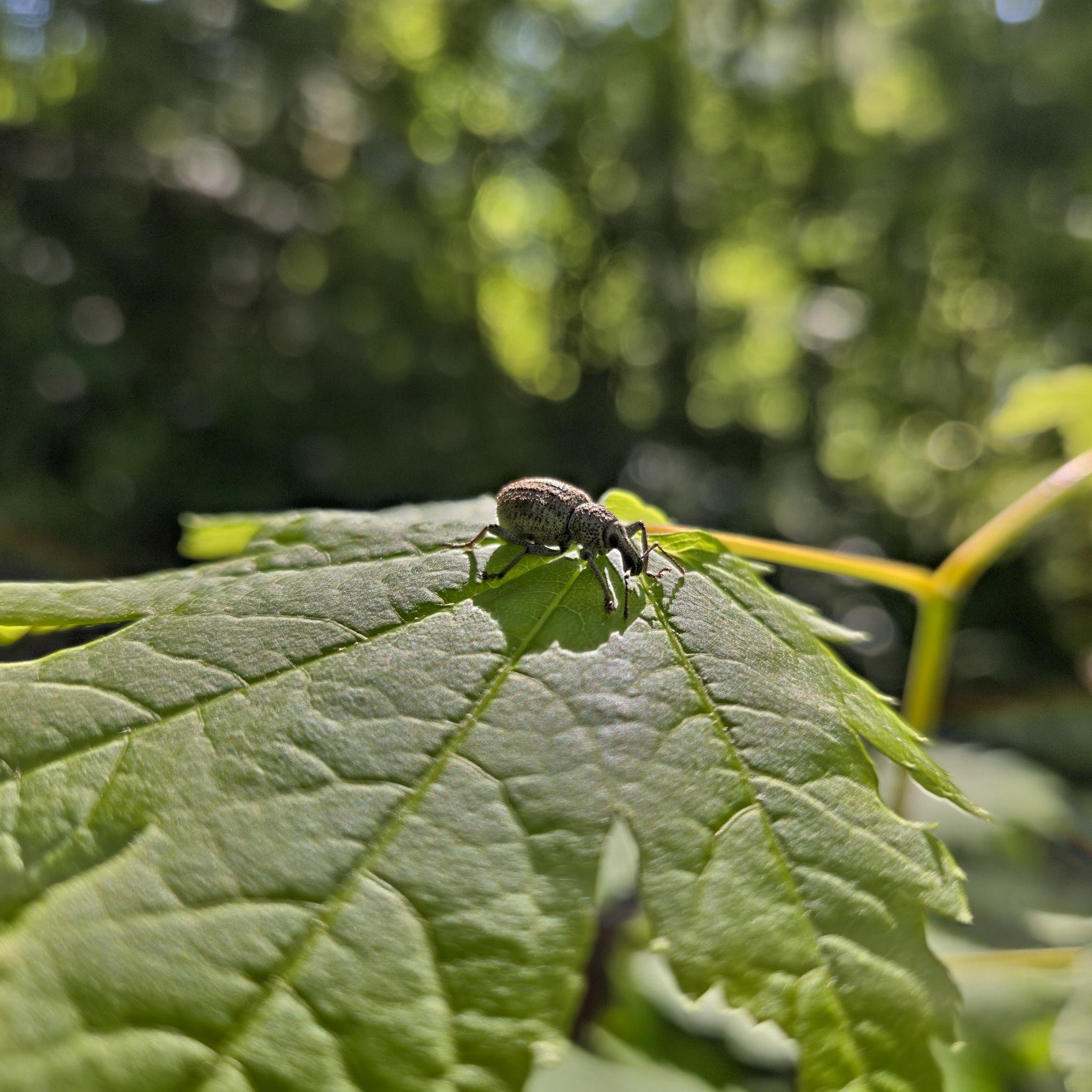 A small beetle with a long snout rests on a large, vibrant green leaf. The leaf's veins are prominently visible. The background features soft-focus greenery with patches of sunlight filtering through, creating a bright, natural setting.