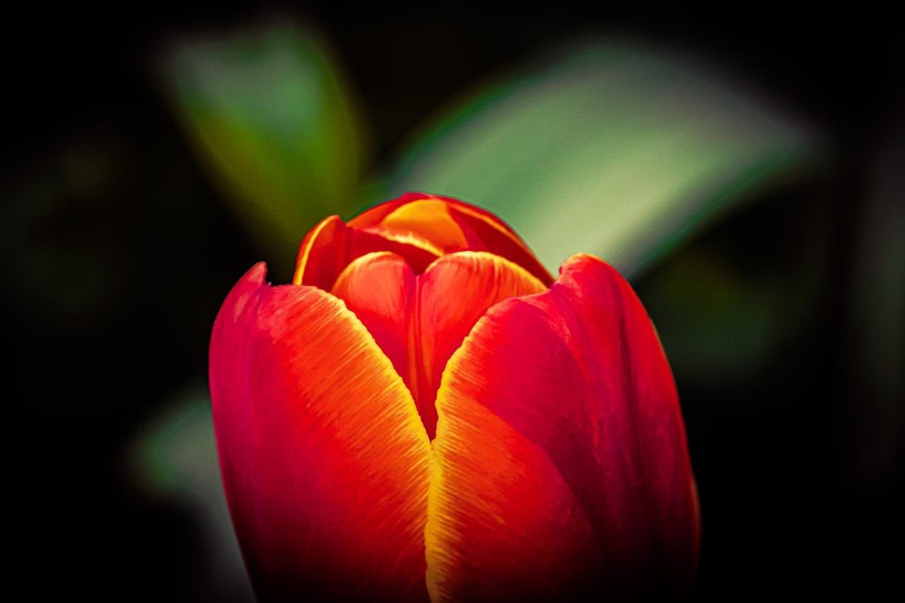 The image depicts a close-up of a red and yellow tulip against a dark background. The petals are vibrant with rich colors, creating a striking contrast with the background. The focus is on the flower, showcasing its texture and details.
