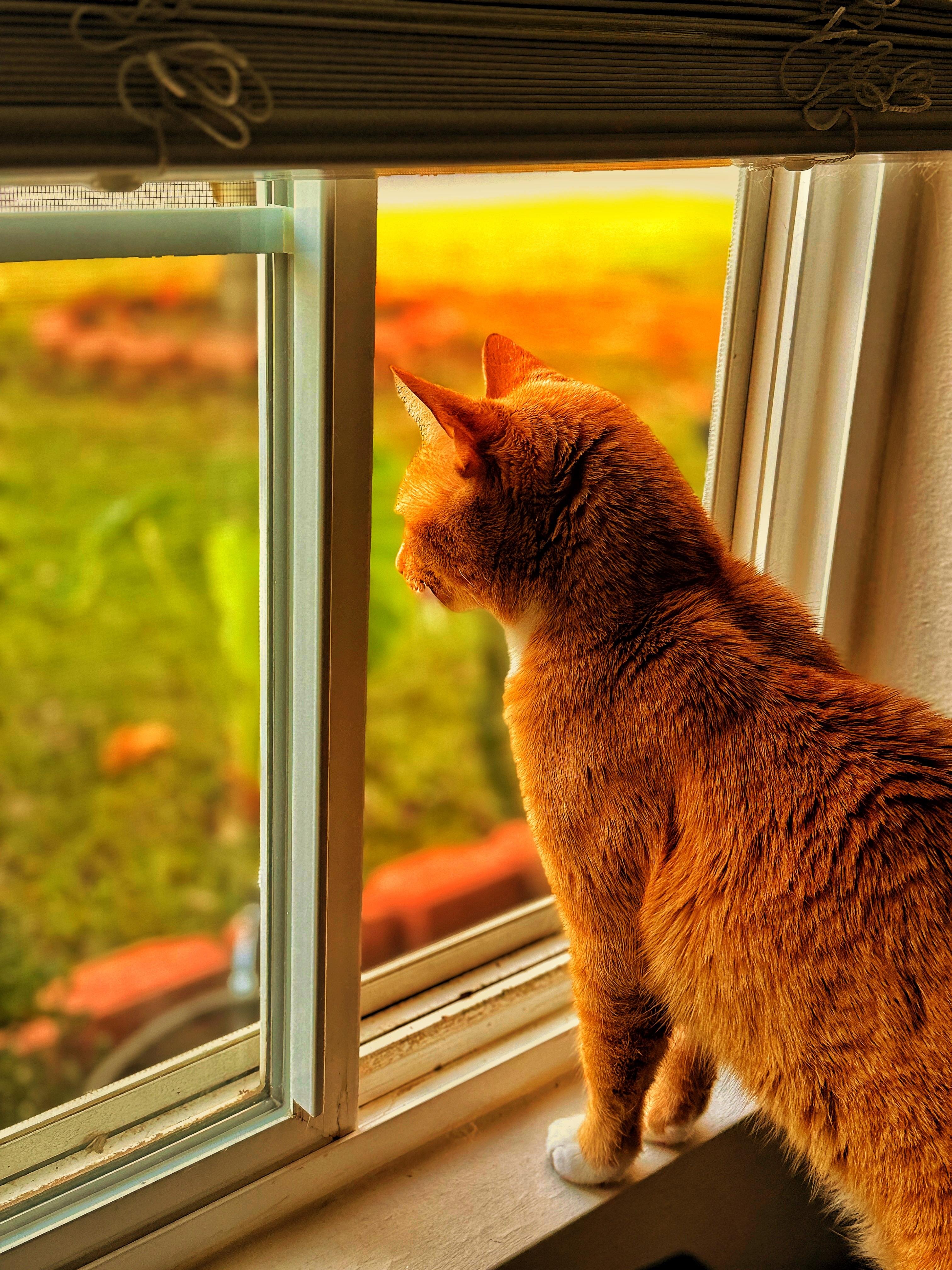 A side view of an orange tabby cat looking out a window. The cat is positioned within a white window frame with multiple panes, and is facing toward the right side of the image. Beyond the window, there is a blurred outdoor scene featuring green foliage and warm-toned colors, predominantly orange and red, suggesting a sunset or sunrise. The cat's fur is a solid orange color, and its paws are white. The windowsill is visible below the cat, and a dark-colored decorative molding is seen above the window frame.