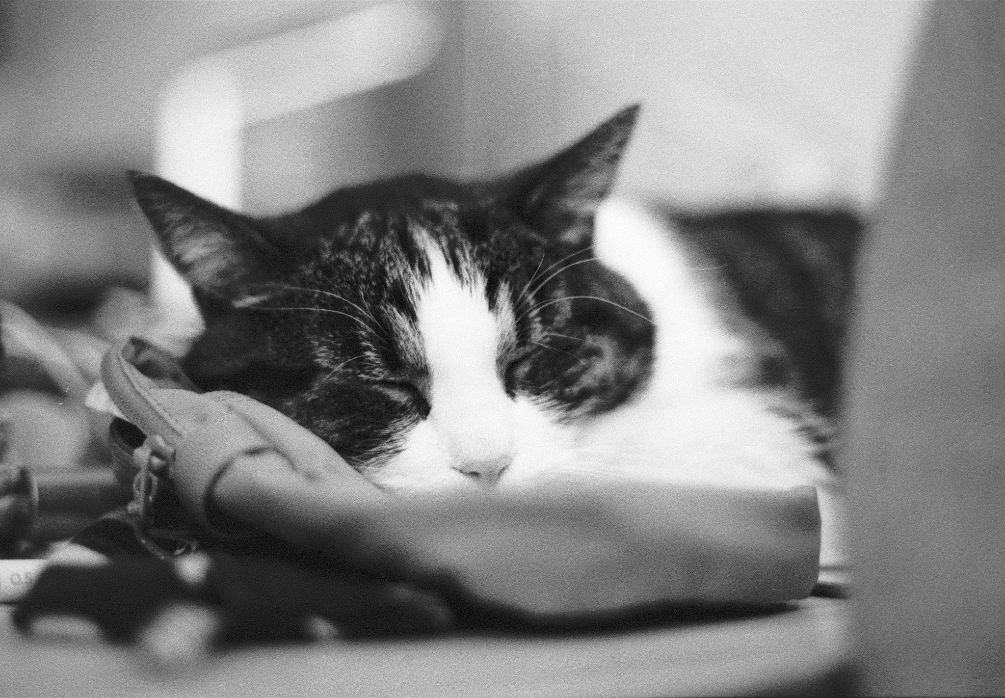 Black-and-white close-up of a cat sleeping with its head resting on a small pouch on a tabletop, with ears upright and the background softly blurred.