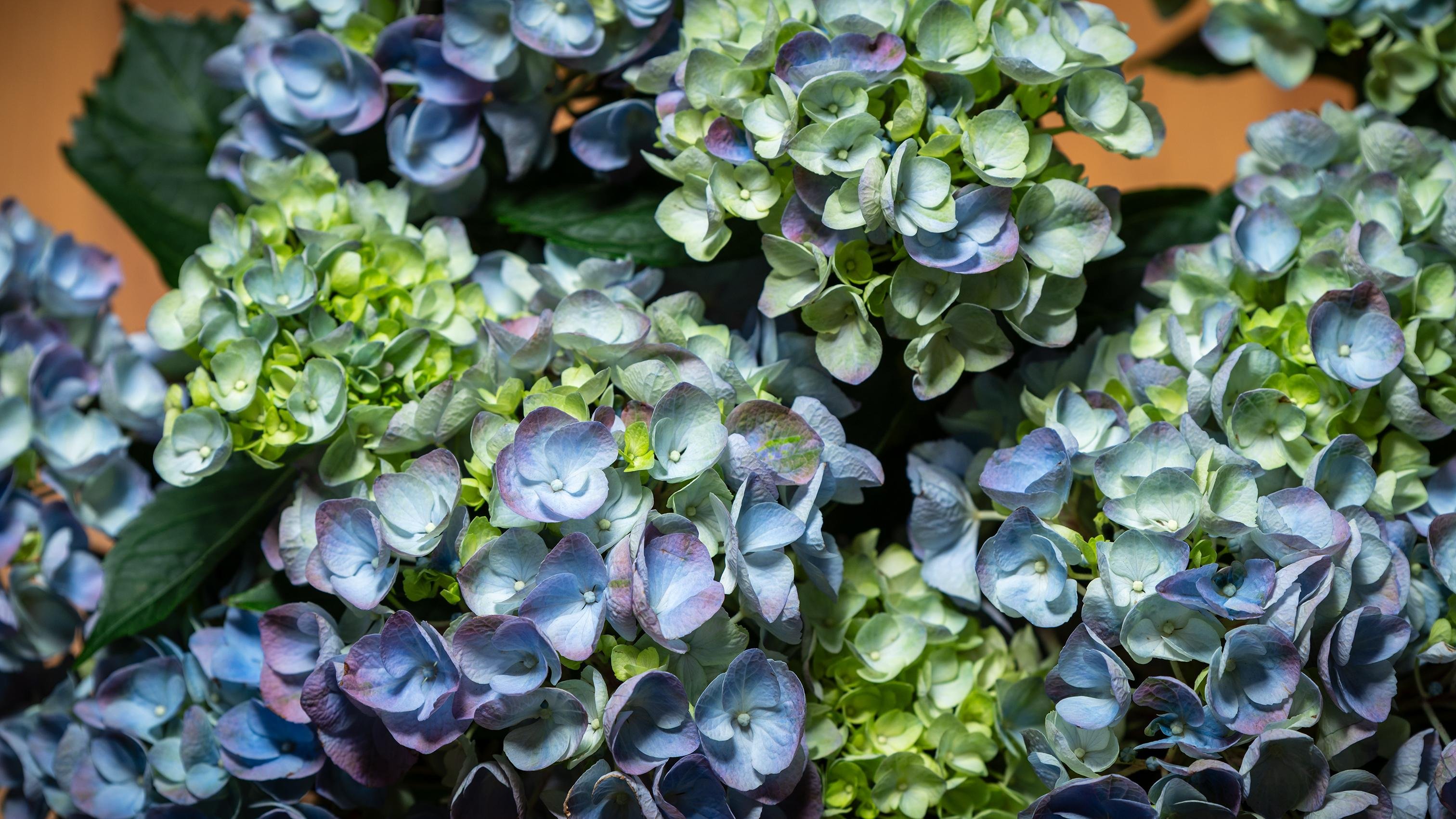 The image shows a cluster of hydrangea flowers. The blooms are a mix of blue, purple, and green hues, surrounded by dark green leaves.