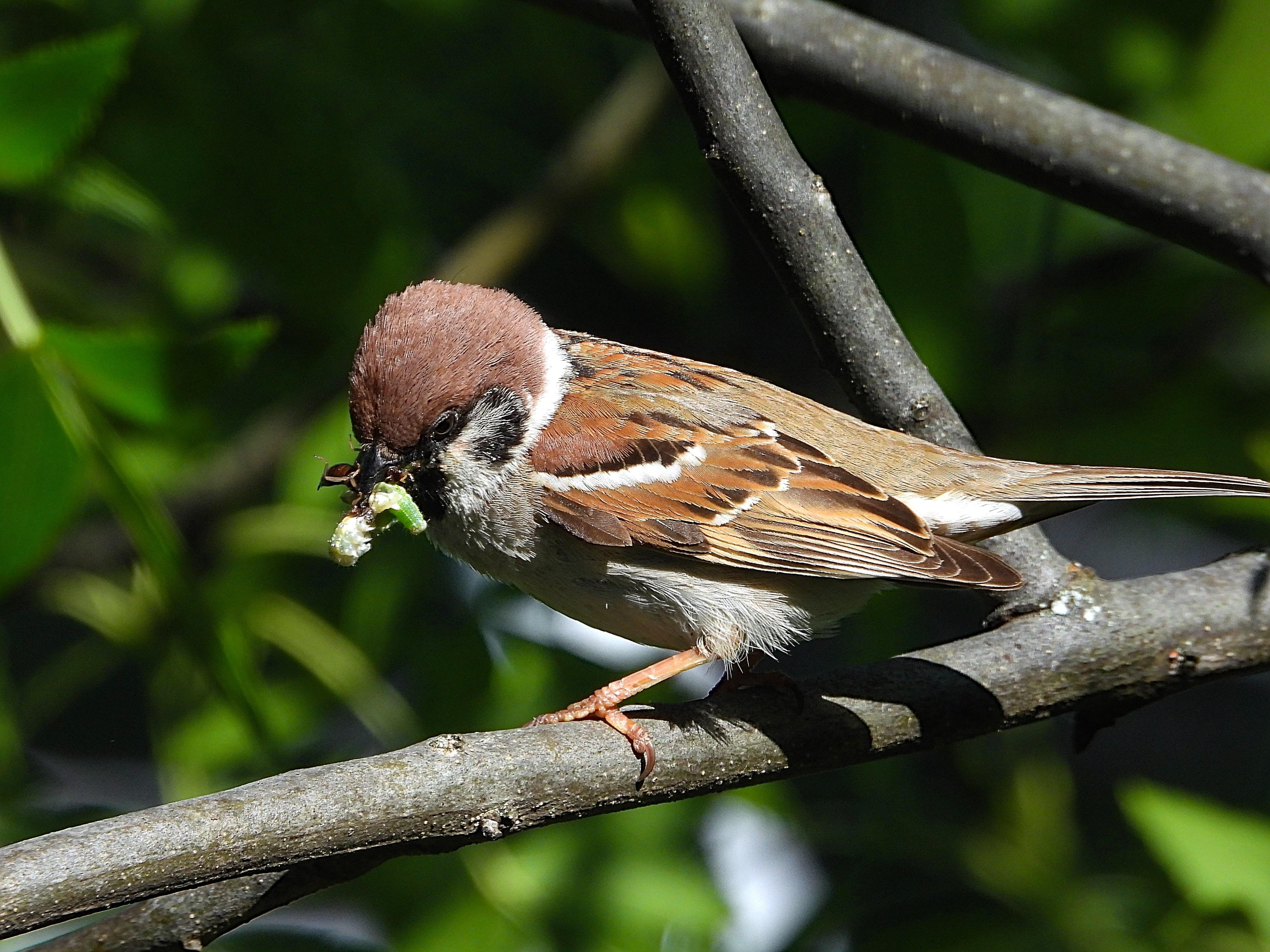 El pájaro está posado en la rama de un árbol y tiene en el pico unas larvas de insectos que ha caado.
Es el más pequeño de los gorriones europeos presenta una coloración parecida a la del gorrión común, es decir, dorso marrón listado de negro y pecho gris muy claro. Se diferencia, no obstante, del común por su extensa capucha de color acastañado y por una llamativa mancha negra que destaca vivamente en la blanca mejilla. Además, luce un collar blanco, que se interrumpe en la nuca. El pico es robusto y tiene un babero d color negro.
Si estás leyendo este texto es porque tienes dificultades de visión y espero que te haya ayudado a ver la imagen. Si no ha sido así, te agradecería los comentarios.
Si lo has leído aunque ves la imagen sin problemas recuerda que debes poner un texto alternativo en tus archivos multimedia para que todo el mundo pueda disfrutarlos.