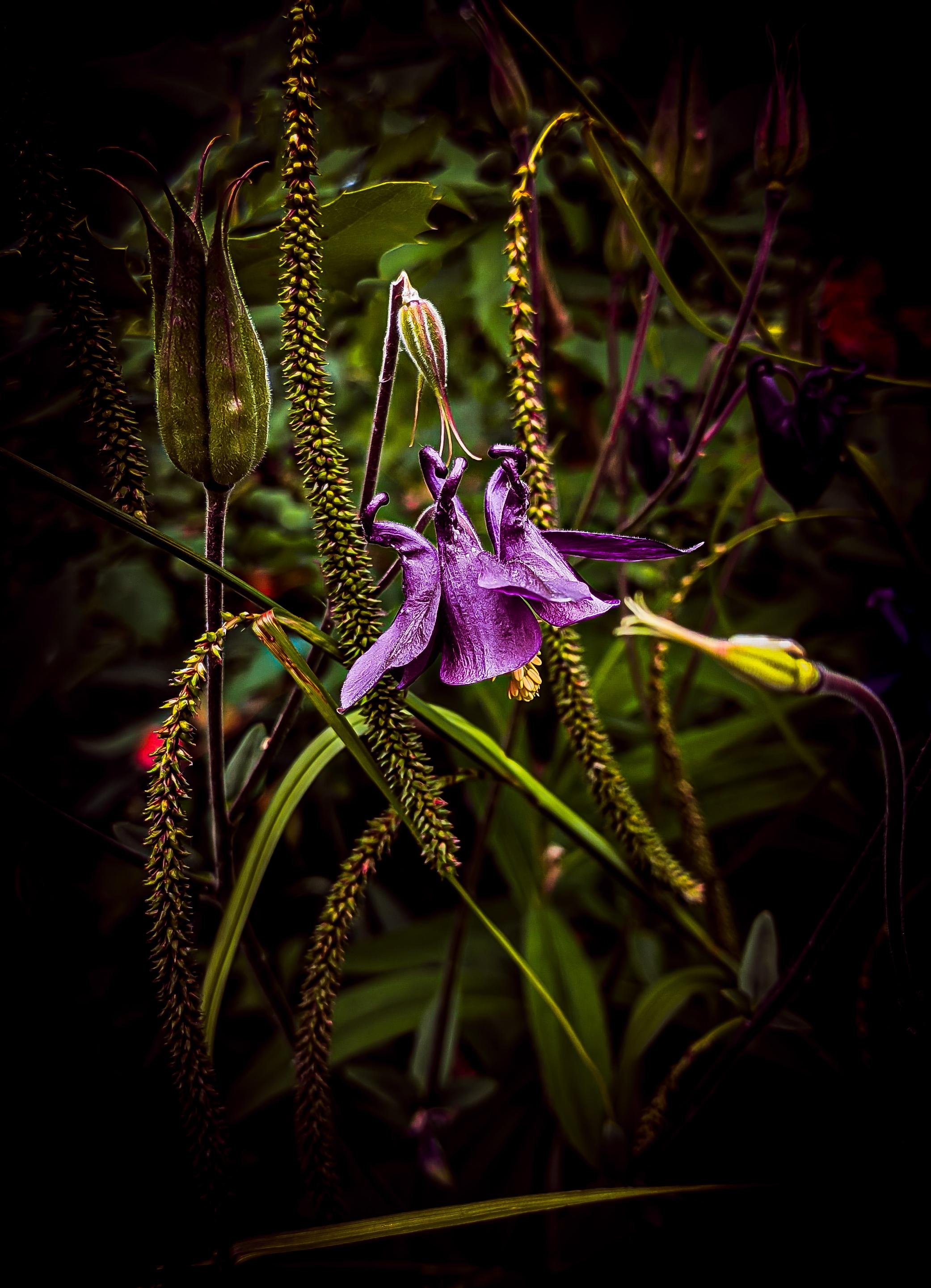 Close-up of a purple columbine flower with drooping petals and yellow stamens, surrounded by green leaves and tall spiky seed heads against a dark, blurred background.