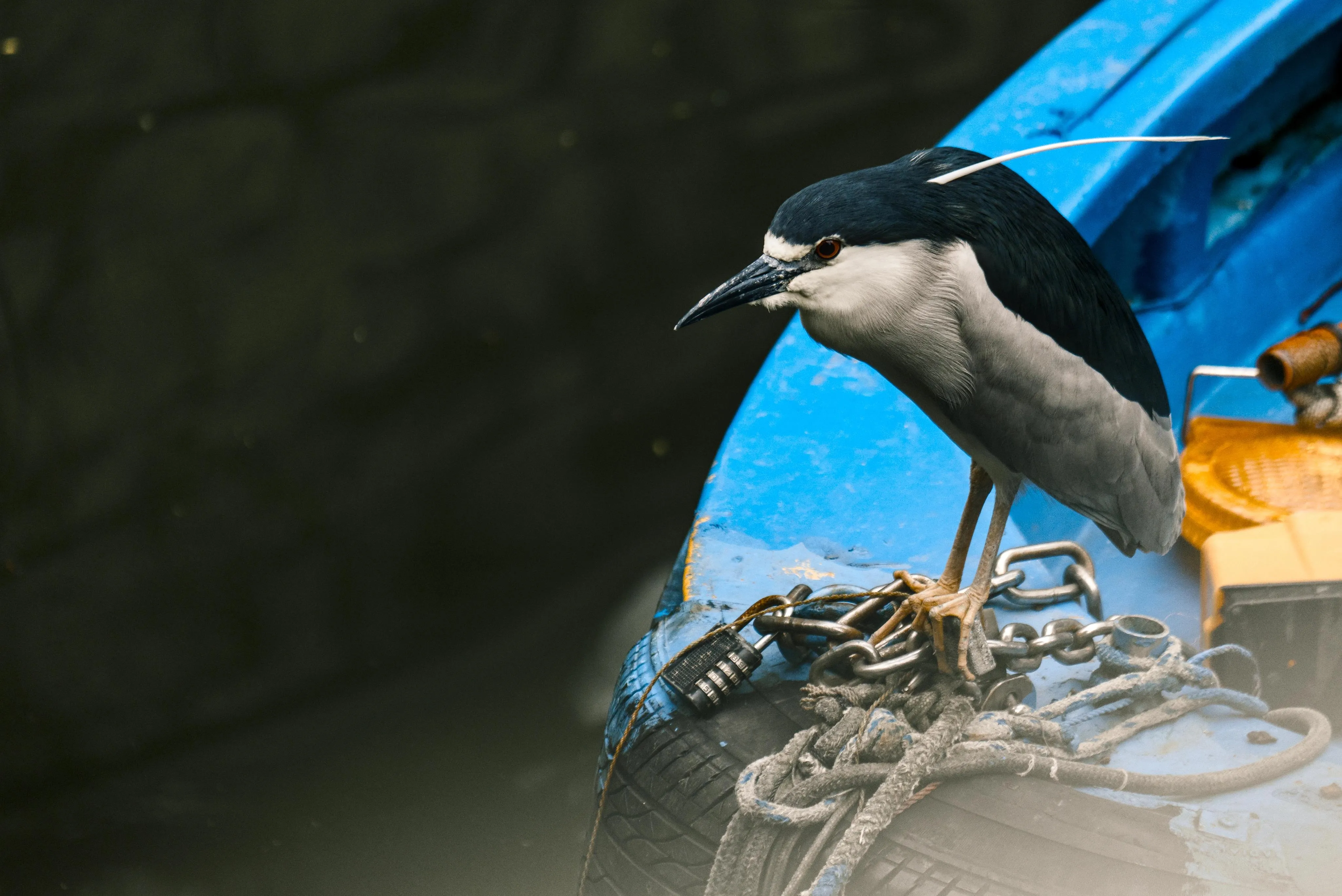 a black-crowned night heron perched on a blue boat