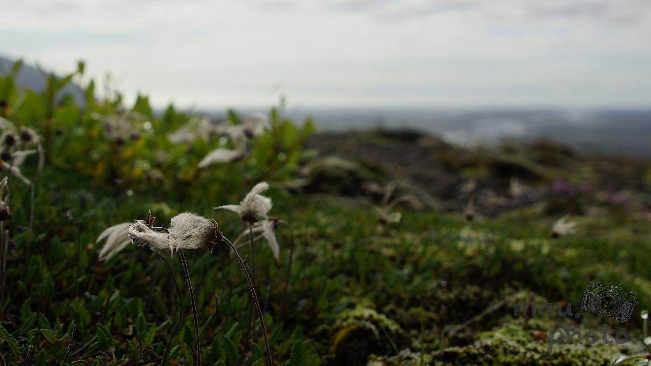 Wildflowers with fluffy seed heads in the foreground on a grassy, moss-covered landscape. The background is blurred, suggesting an expansive view with soft cloudy skies above.