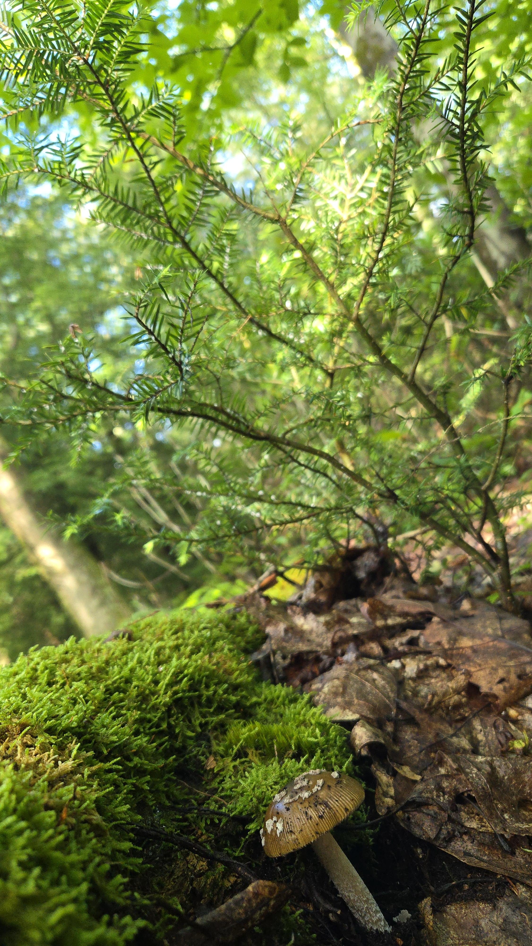 Mushroom and young hemlock tree by the side of large mass of moss.