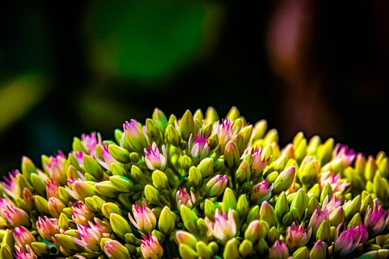 Close-up of a dense cluster of small green flower buds with pink tips, filling the lower half of the frame against a blurred dark background.
