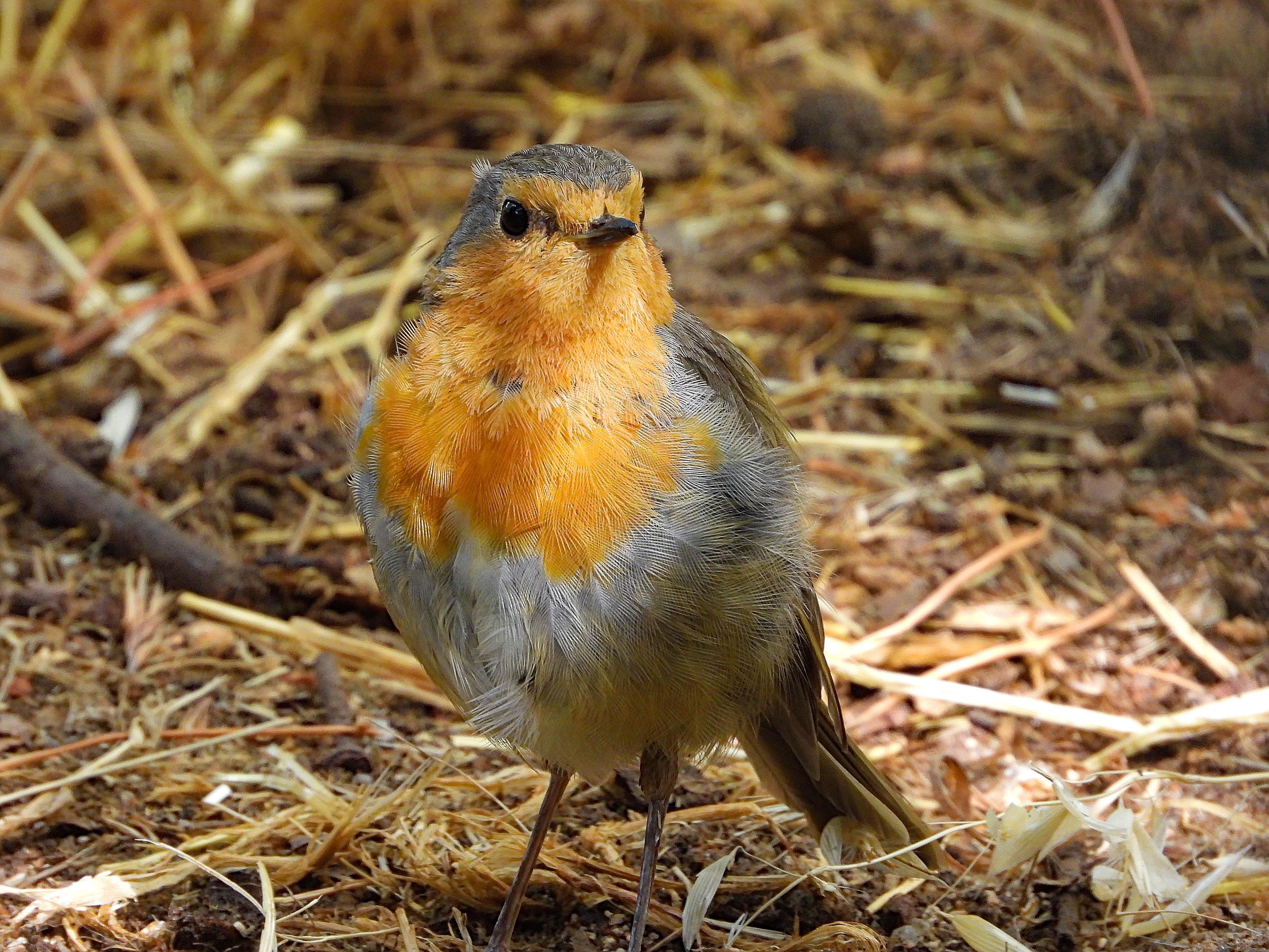 El pájaro está posada en el suelo en el que se ven muchas hierbas secas de color amarrillento y alguna ramita.

Pajarillo de constitución rechoncha.En su plumaje destaca la amplia mancha anaranjada que se extiende por la cara, la garganta y el pecho, la cual aparece bordeada por una irregular y sutil banda gris. El resto del plumaje resulta poco vistoso. Domina el color pardo verdoso en el dorso y las alas, y el blanco sucio en el vientre. Tiene un pico corto negro y puntiagudo y ojos grandes y negros.

Si estás leyendo este texto es porque tienes dificultades de visión y espero que te haya ayudado a ver la imagen. Si no ha sido así, te agradecería los comentarios.
Si lo has leído aunque ves la imagen sin problemas recuerda que debes poner un texto alternativo en tus archivos multimedia para que todo el mundo pueda disfrutarlos.
