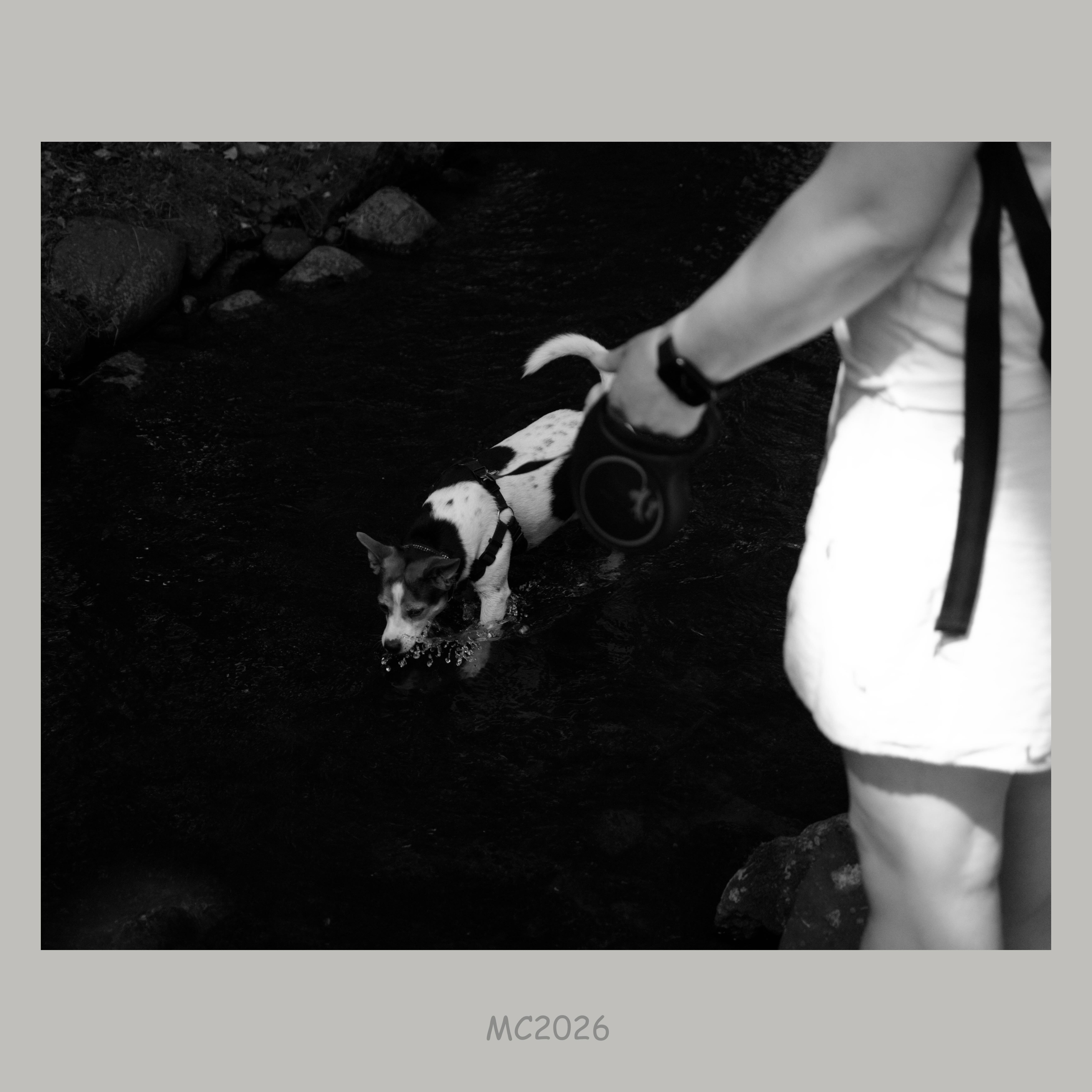 Black-and-white photo of a small dog in a harness wading through shallow water near rocks, with a person on the right holding a retractable leash and wearing a light-colored outfit.