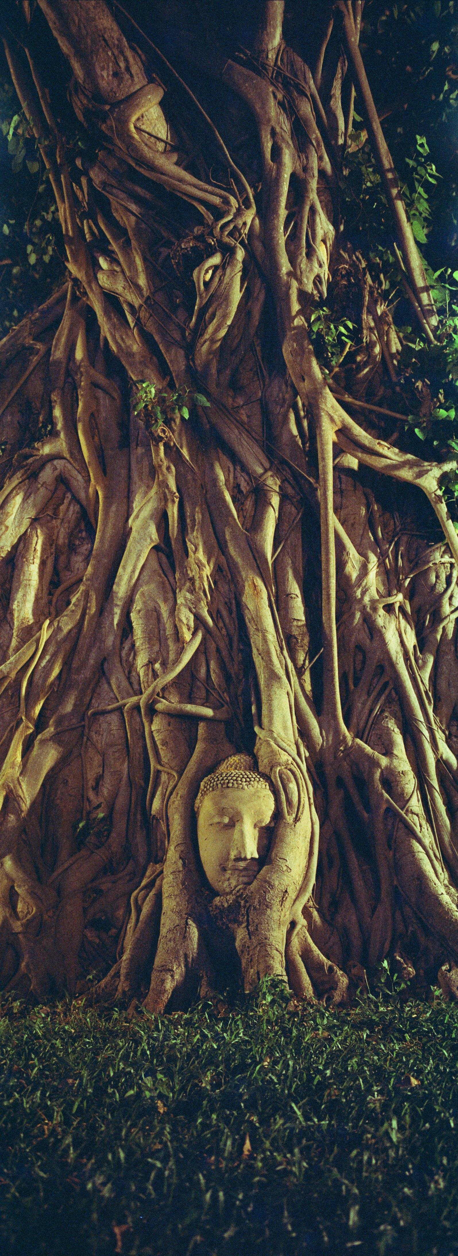Panoramic vertical night photo of a large tree trunk made of thick, twisting roots and vines; a stone Buddha head is embedded between the roots near the base, with green leaves and grass in the foreground