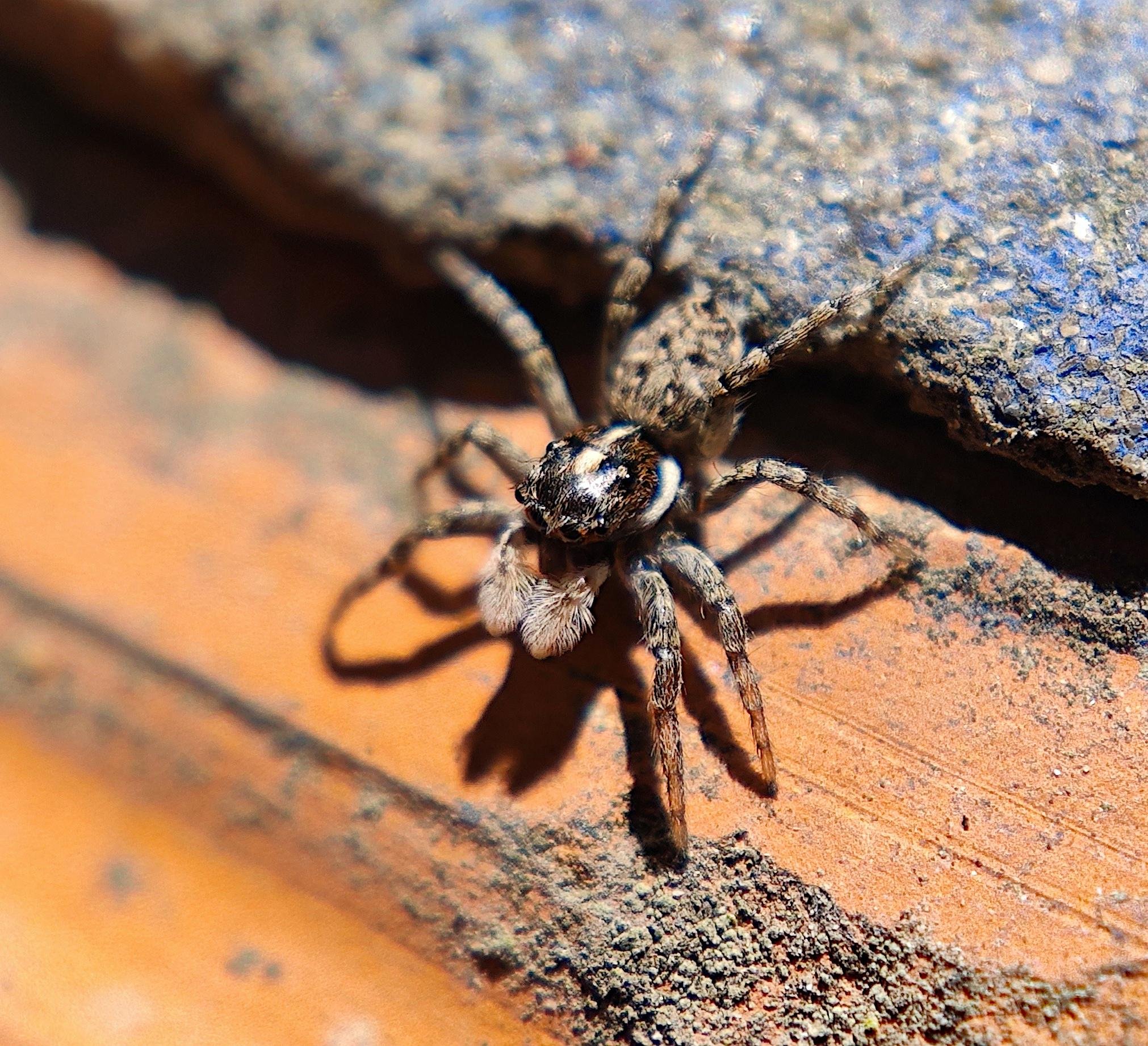 Macro of little spider