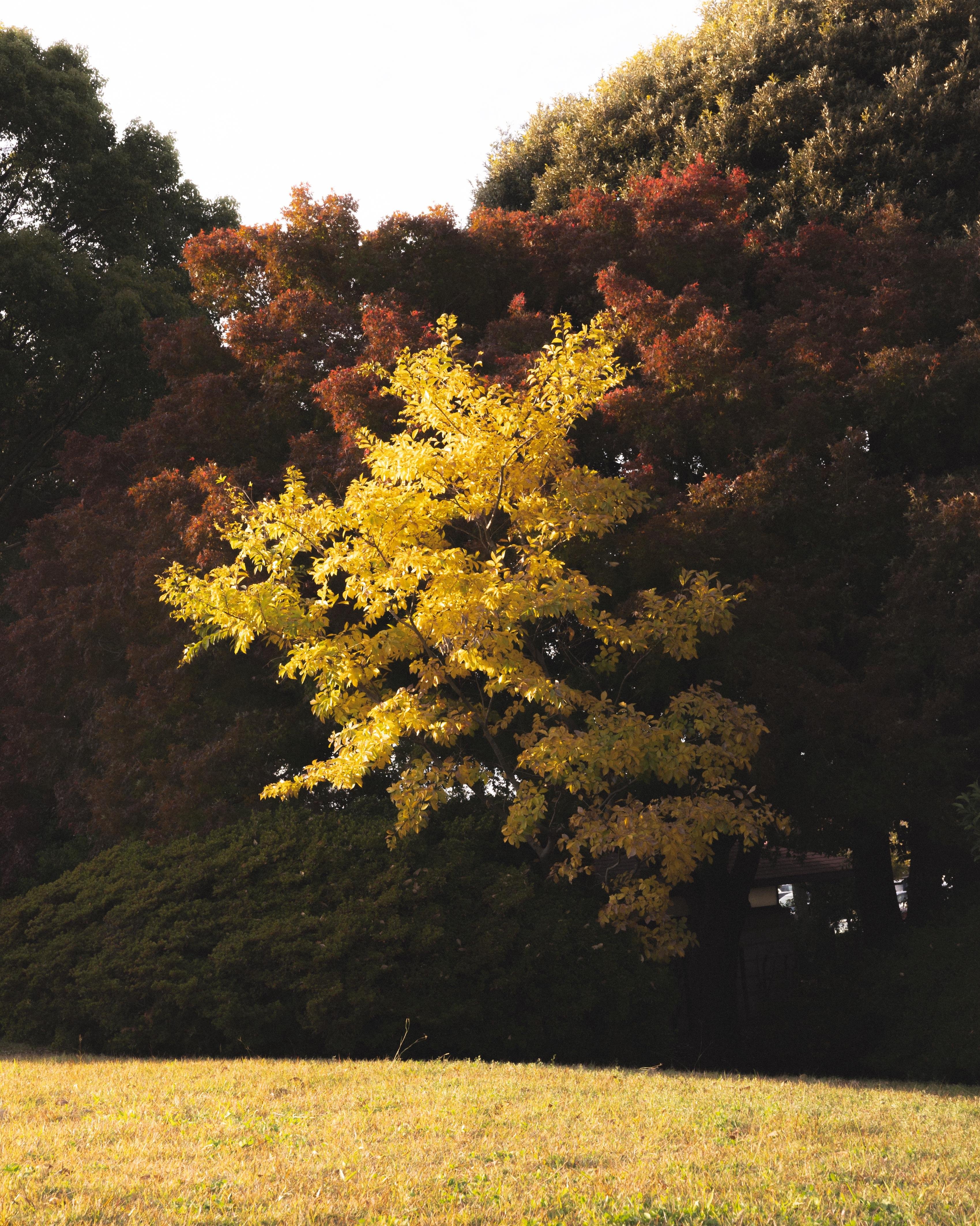 A tree with bright yellow leaves stands in the foreground, contrasting against a backdrop of darker trees with red and green foliage. The ground is covered with short, golden grass, suggesting a sunny autumn scene.