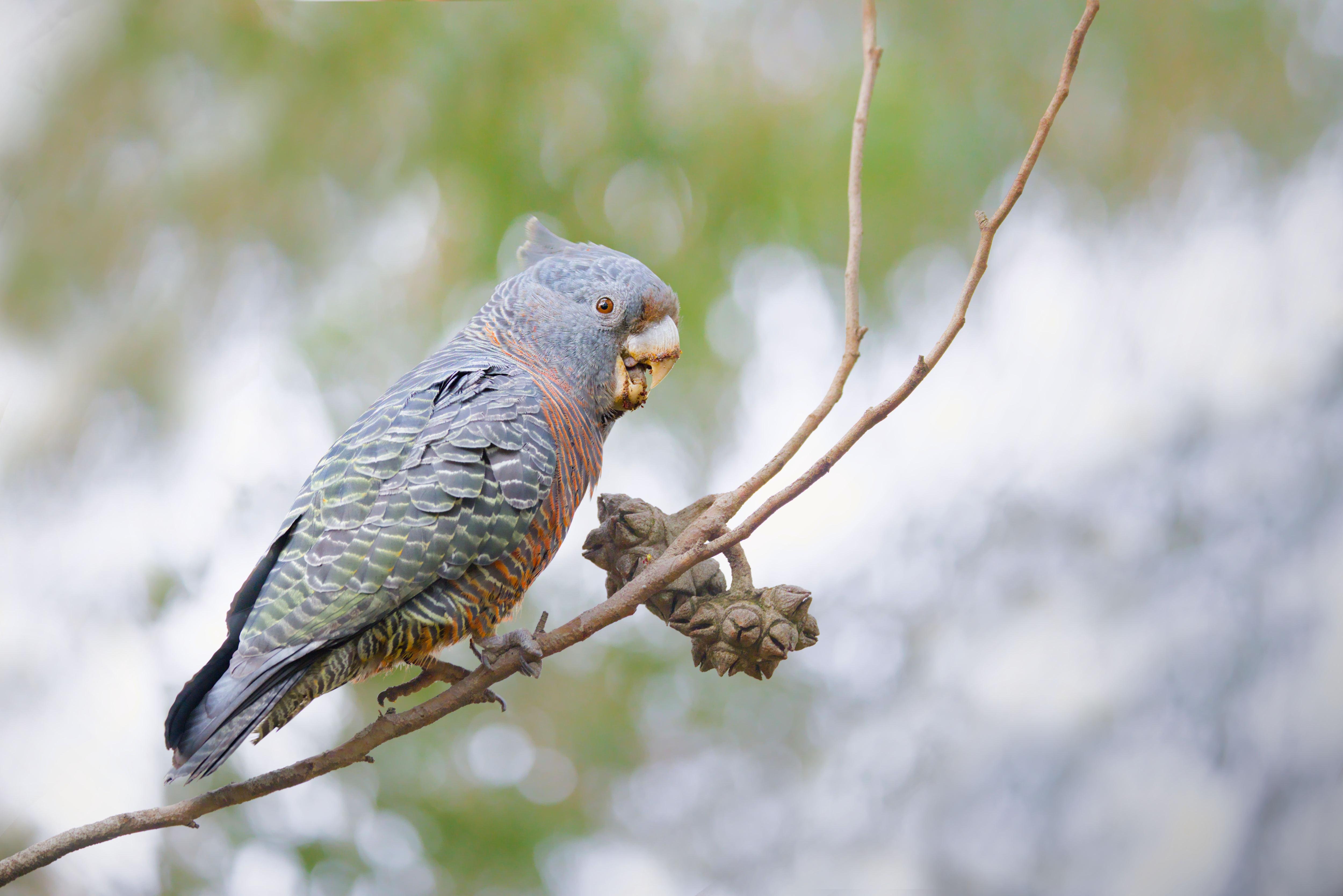 A female gang-gang perched on a thin branch beside seed pods, facing right against a blurred green-and-white background.