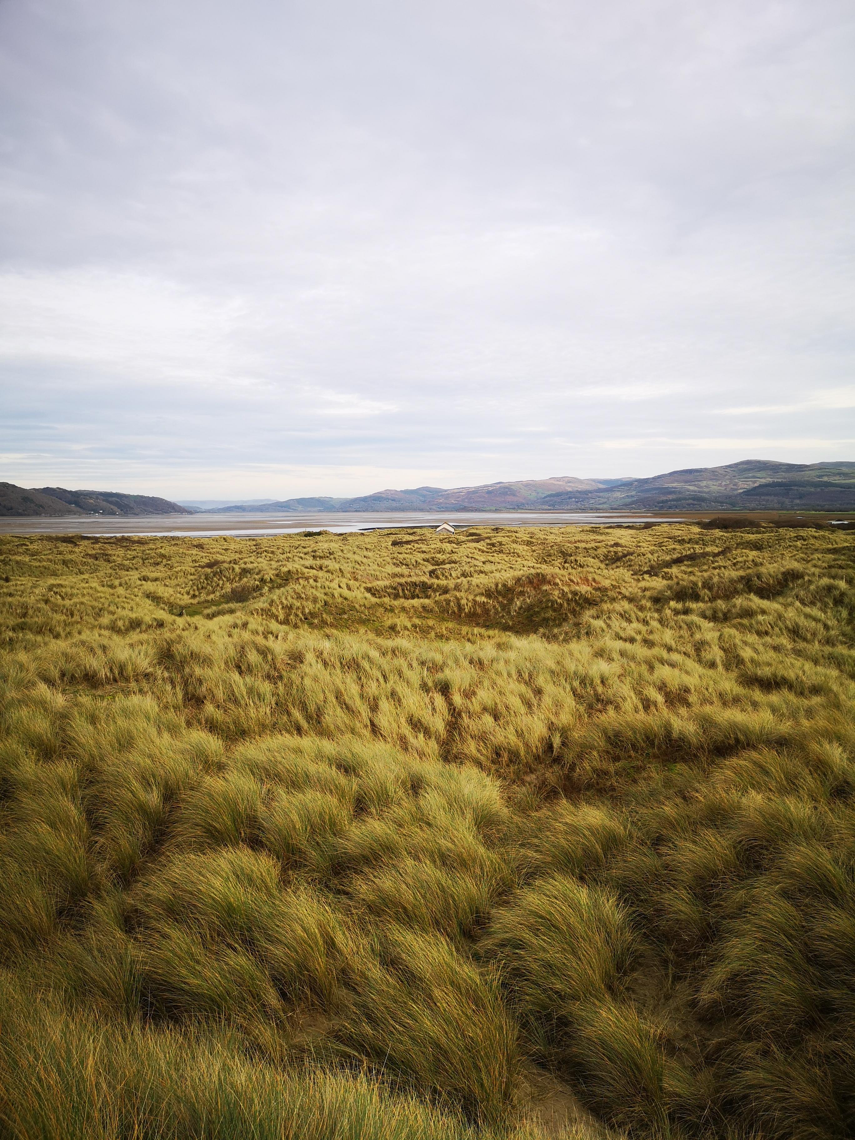 Wide view of a grassy coastal marsh with tufts of yellow-green grass in the foreground, a narrow strip of water in the middle distance, and low hills along the horizon beneath a pale, cloud-covered sky.
