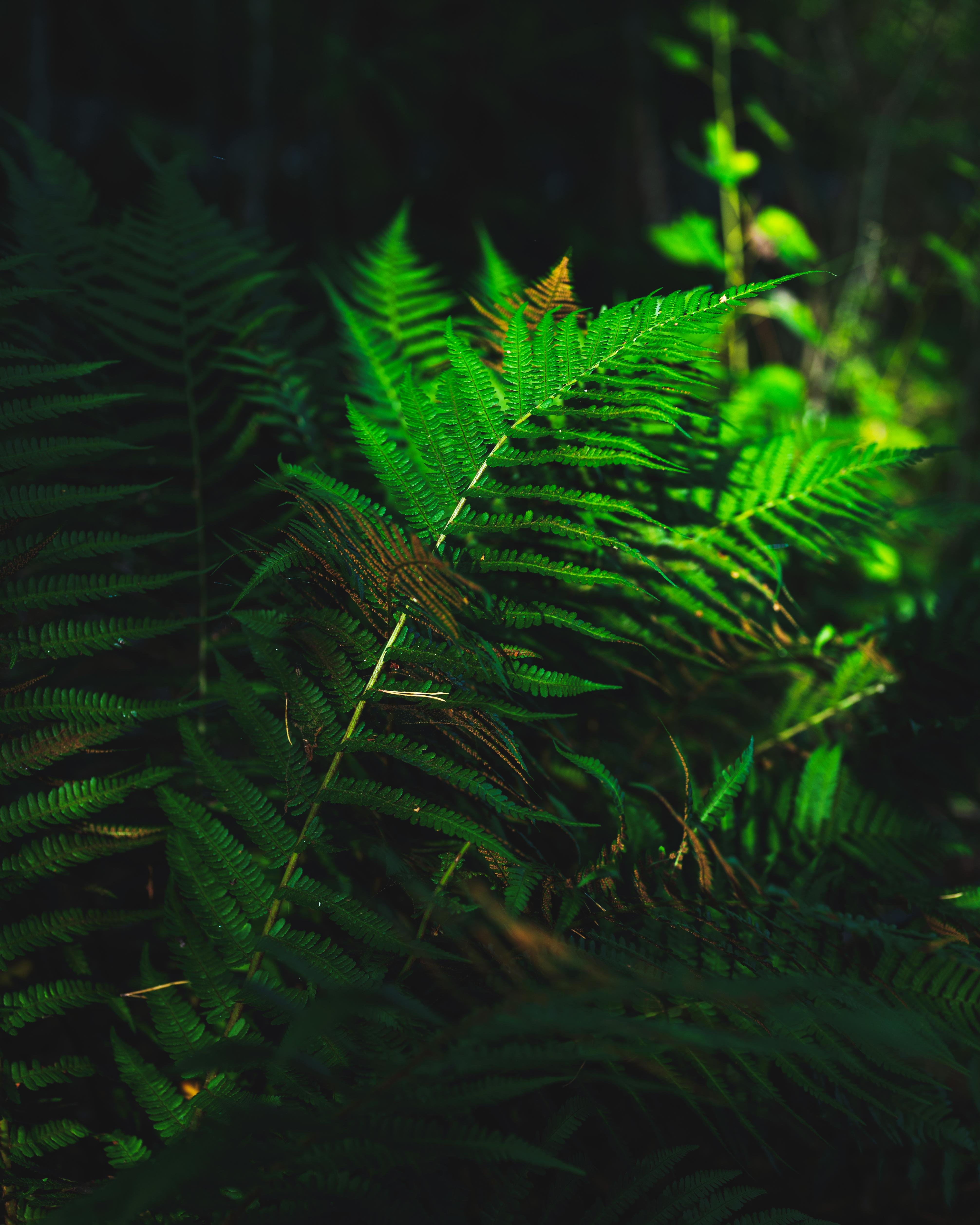 The image shows lush green ferns with a focus on their intricate fronds, set against a dark, blurred background. The lighting highlights the texture and vibrant color of the leaves.