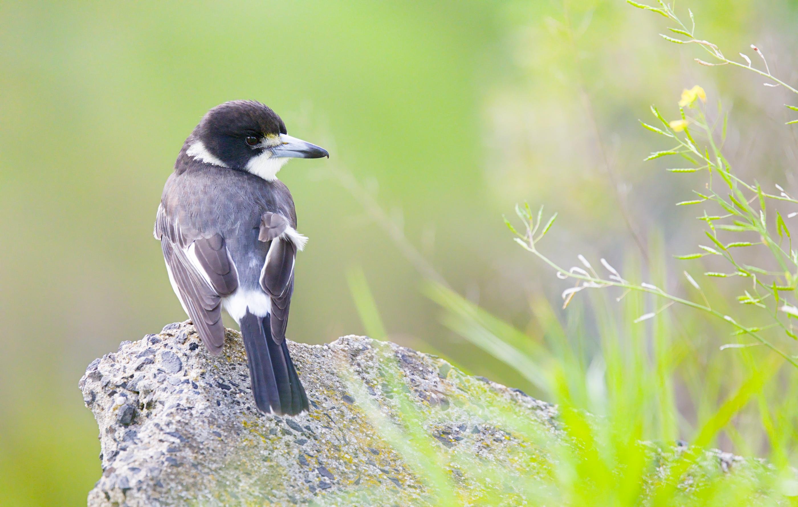 A Grey Butcherbird facing left, with a soft green blurred background and thin leafy stems on the right.