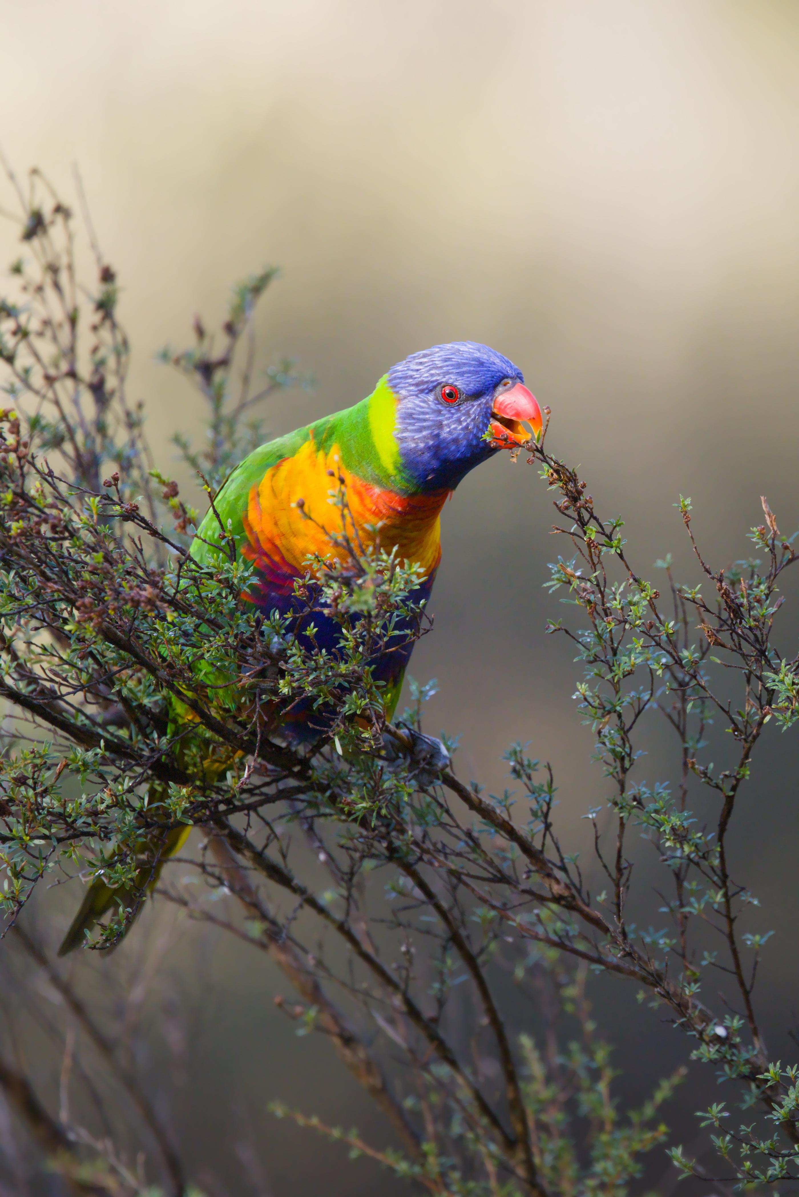 A Rainbow lorikeet perched on thin shrub branches, holding a twig in its red beak against a blurred beige background.