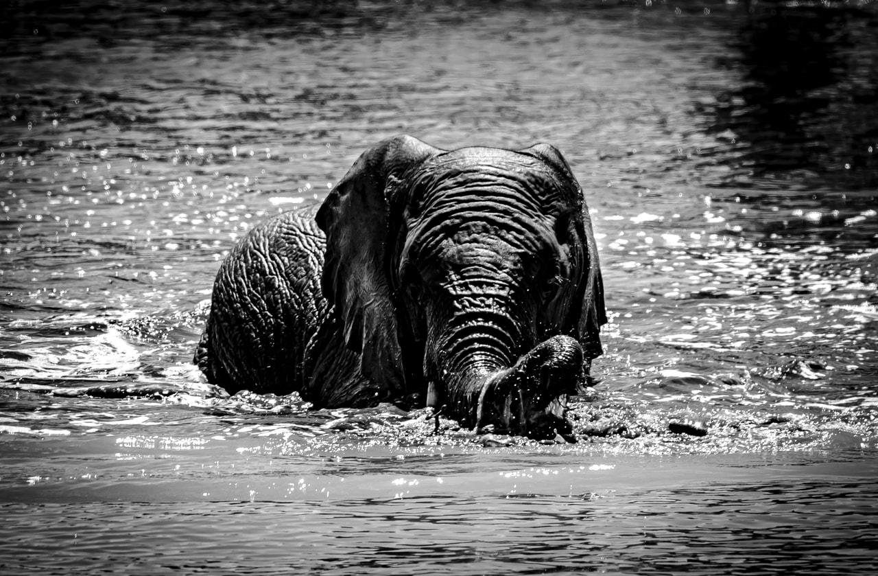 The image shows an elephant wading through water. The photo is in black and white, highlighting the texture of the elephant's skin and the ripples in the water. The elephant appears to be enjoying the water with its trunk partially submerged.