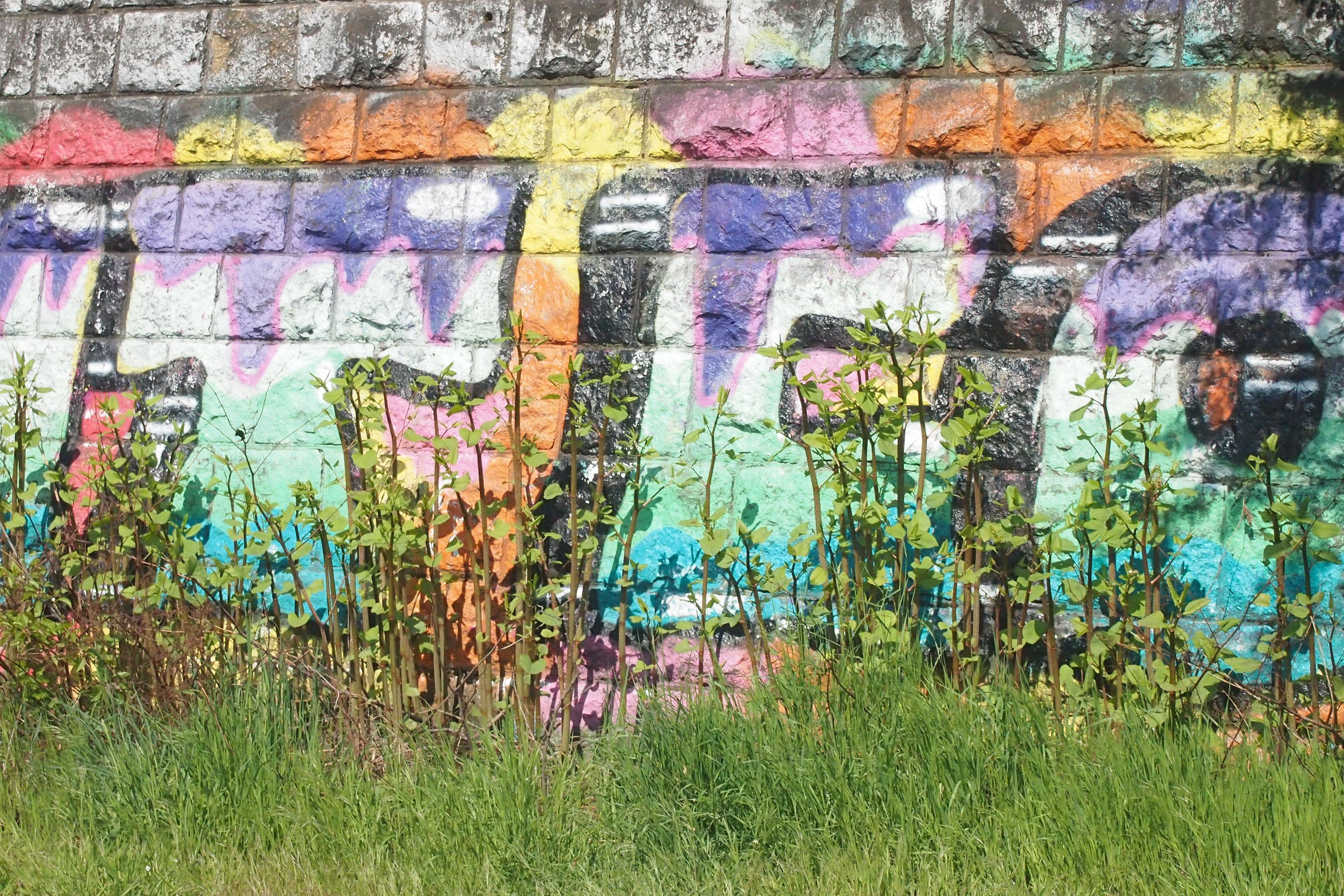 Foto im Querformat.
Auf einer Wand aus Natursteinen befindet sich ein farbenfrohes Graffiti.
Davor wachsen einige schmale Sträucher und am Boden Gras.