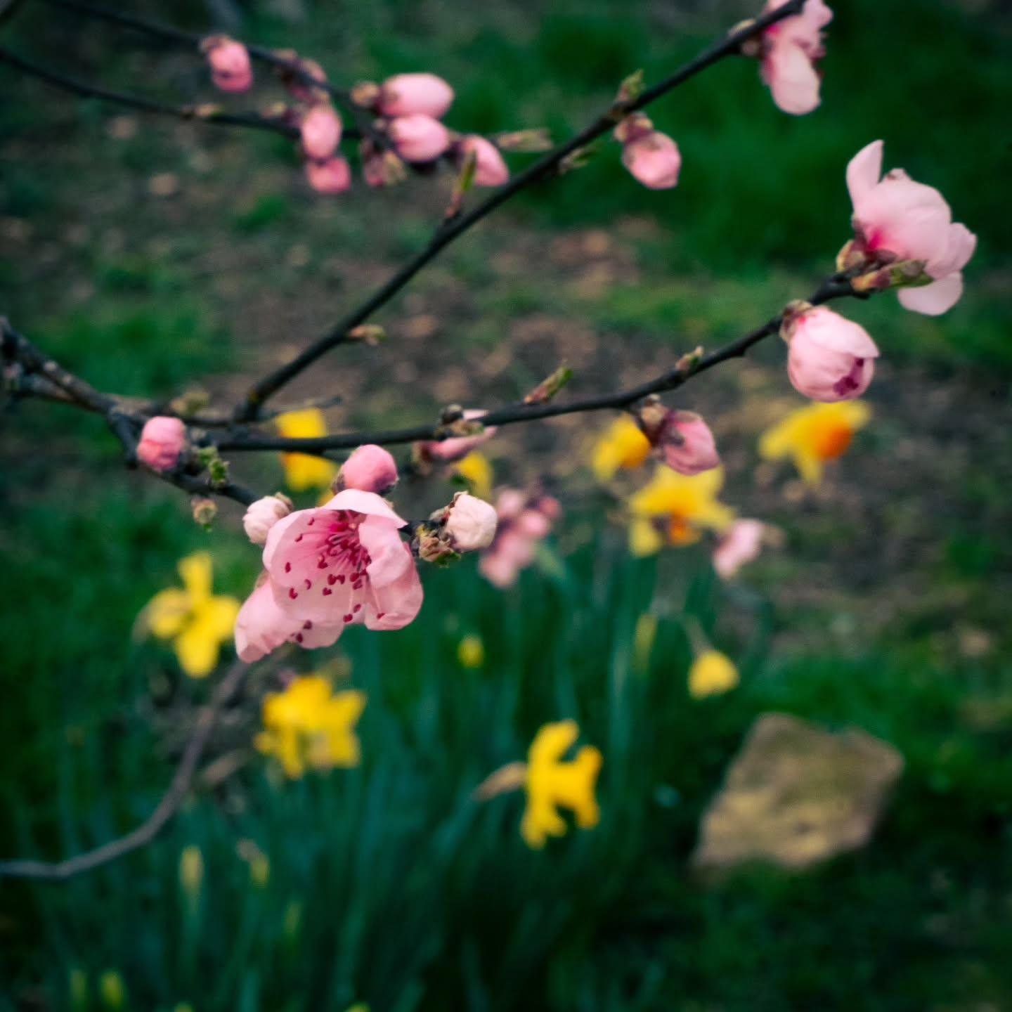 The image shows a branch with pink blossoms, likely cherry or peach blossoms, in focus. In the background, there are blurred yellow flowers, possibly daffodils, set against a green grassy area.