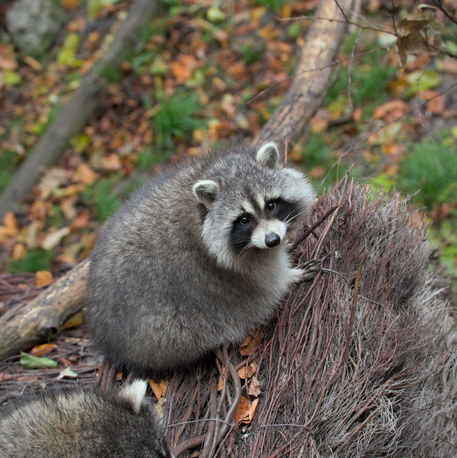 Photo carrée en plongée, montrant un raton laveur bien nourri qui lève la tête vers la caméra. On voit des branchages et des feuilles au sol derrière lui