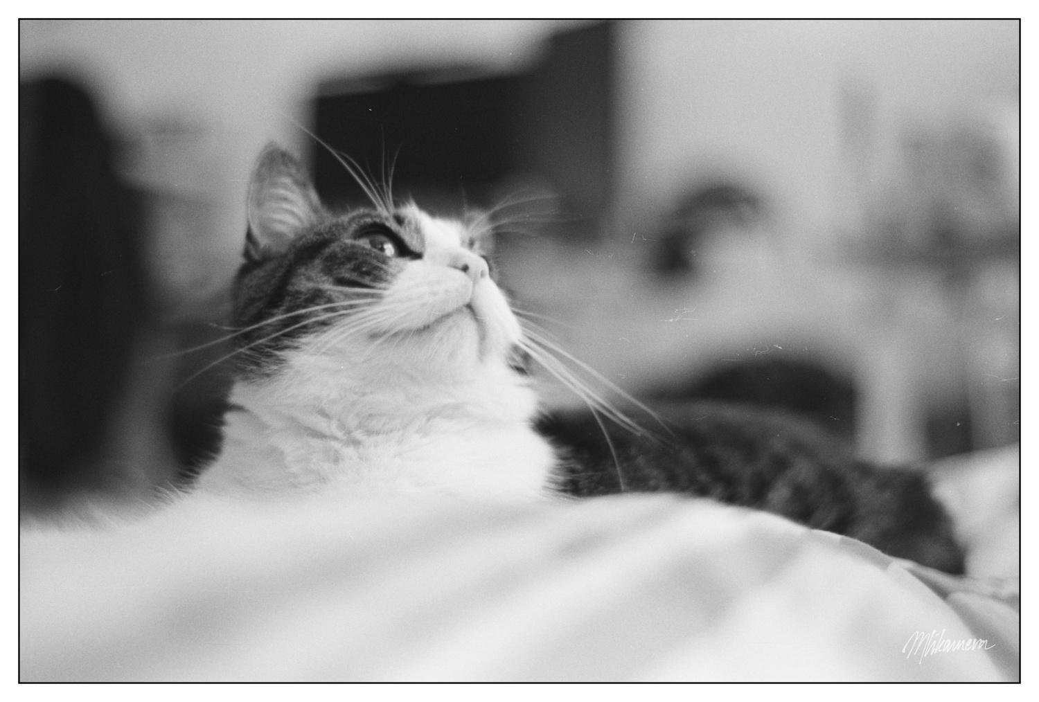 A monochrome photo of a very presidential looking piebald cat, laying down and looking up