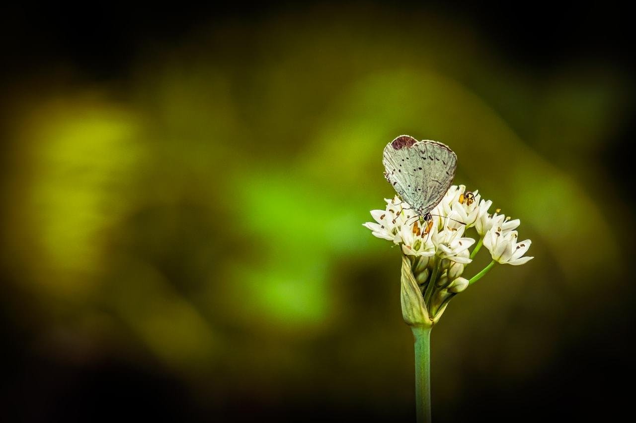 Butterfly perched on a cluster of small white flowers, with a blurred green background. The butterfly has pale wings with a dark spot near the top. The flowers are on a single green stem, detailed with visible petals and buds.
