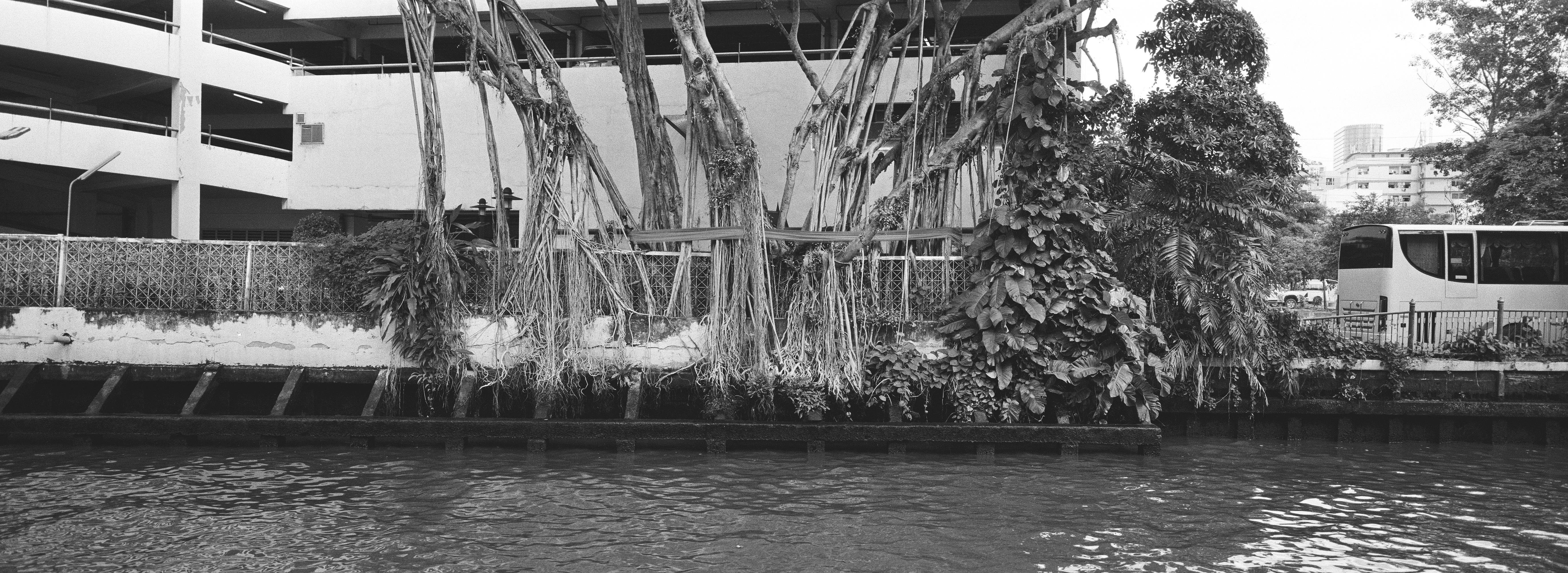 panoramic black and white photo of the other side of a canal. The bank is made of concrete structure on which the many many roots of a tree are growing. The tree is circled by fabric. In the back a building is standing