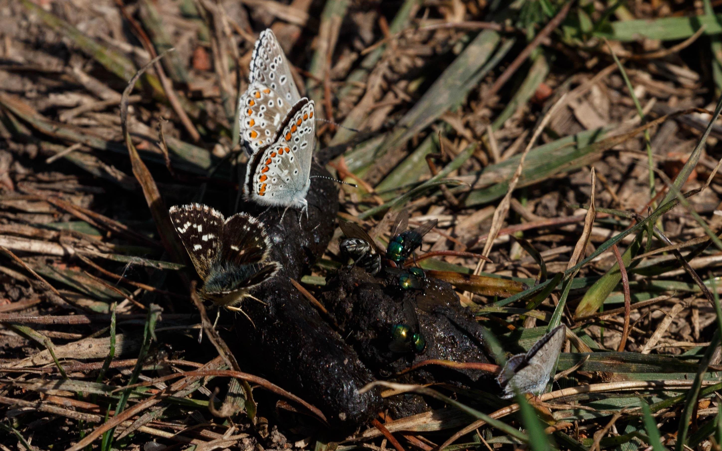 A grizzled skipper (Pyrgus malvae), an adonis blue (Polyommatus bellargus), a brown argus (Aricia agestis) and a short-tailed blue (Cupido argiades) feeding on dog excrements.