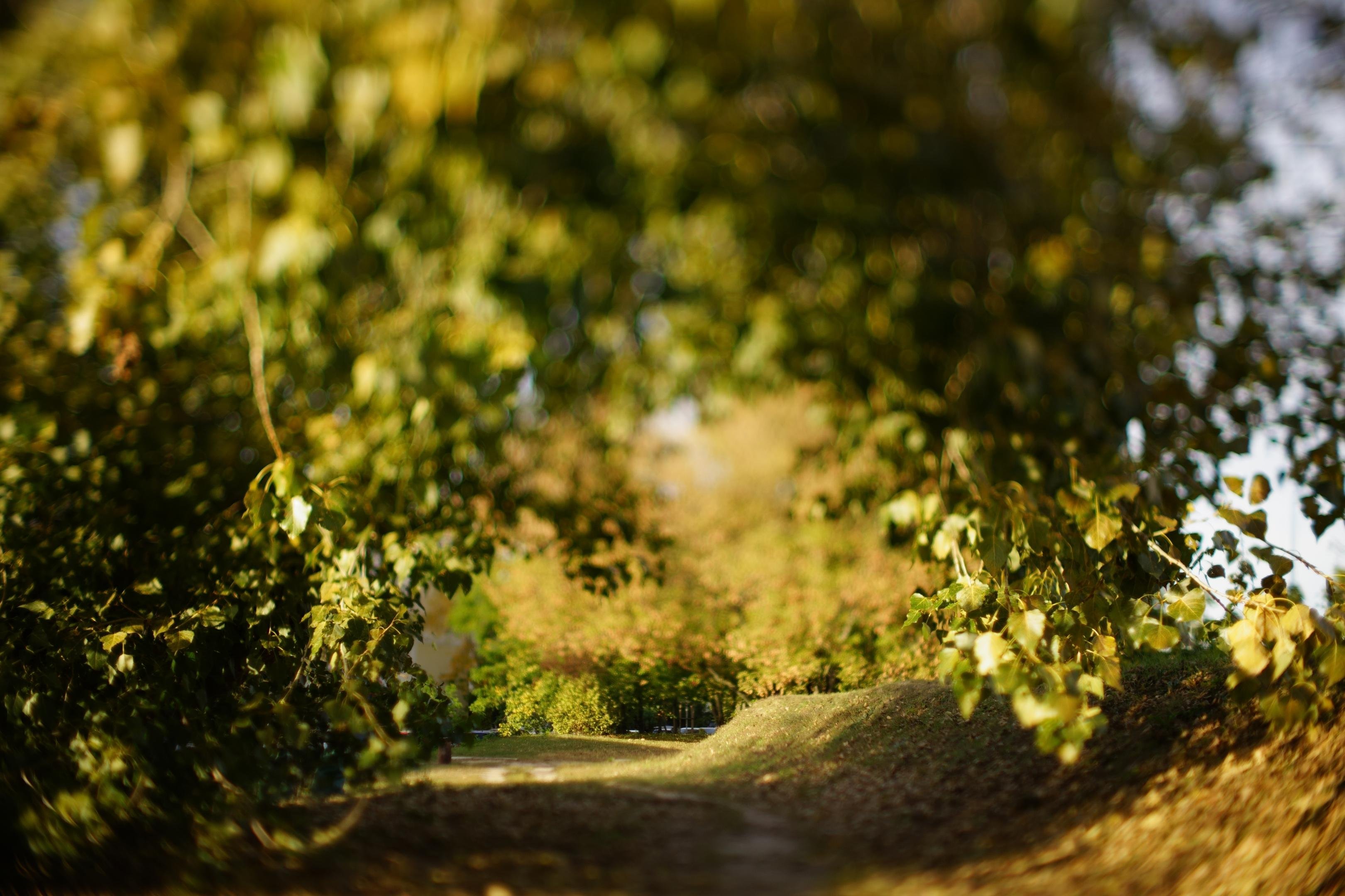 Pathway partially covered by overhanging tree branches with green and yellow leaves. Sunlight filters through, creating dappled shadows on the ground. The path curves slightly, leading through a park-like setting with more trees in the background.