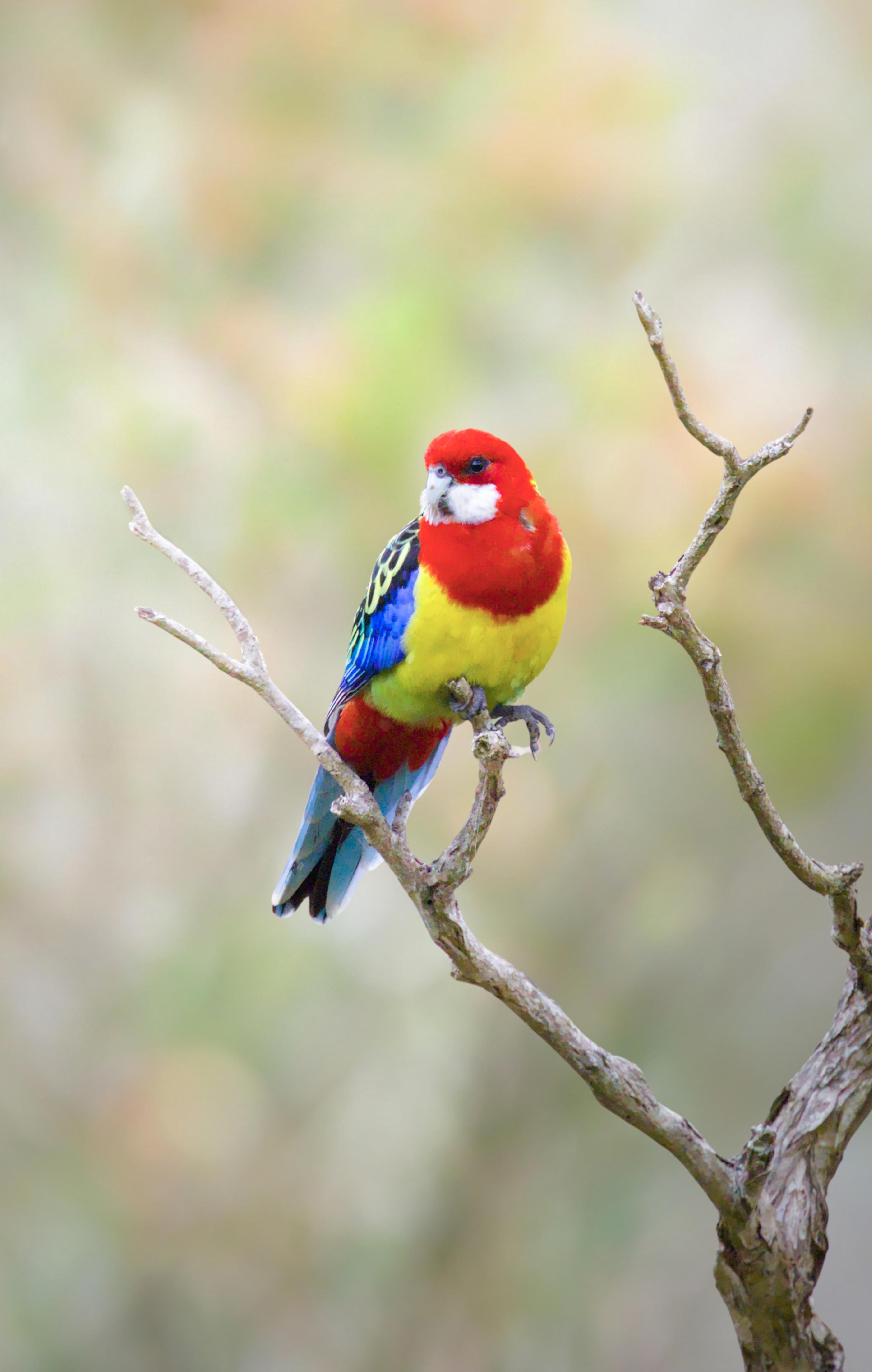 An Eastern Rosella perched on a bare tree branch against a blurred green background.