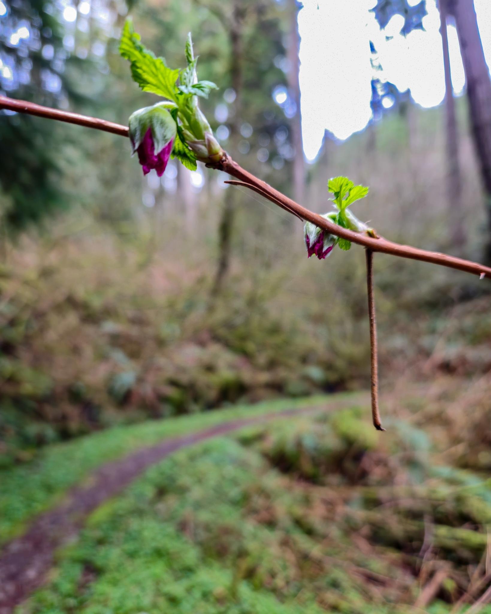 The image shows a close-up of a branch with small, budding leaves and pinkish flowers. The background is a forested area with a path winding through it, giving the scene a natural, serene feel. The focus is on the branch, while the background is blurred, emphasizing the new growth.