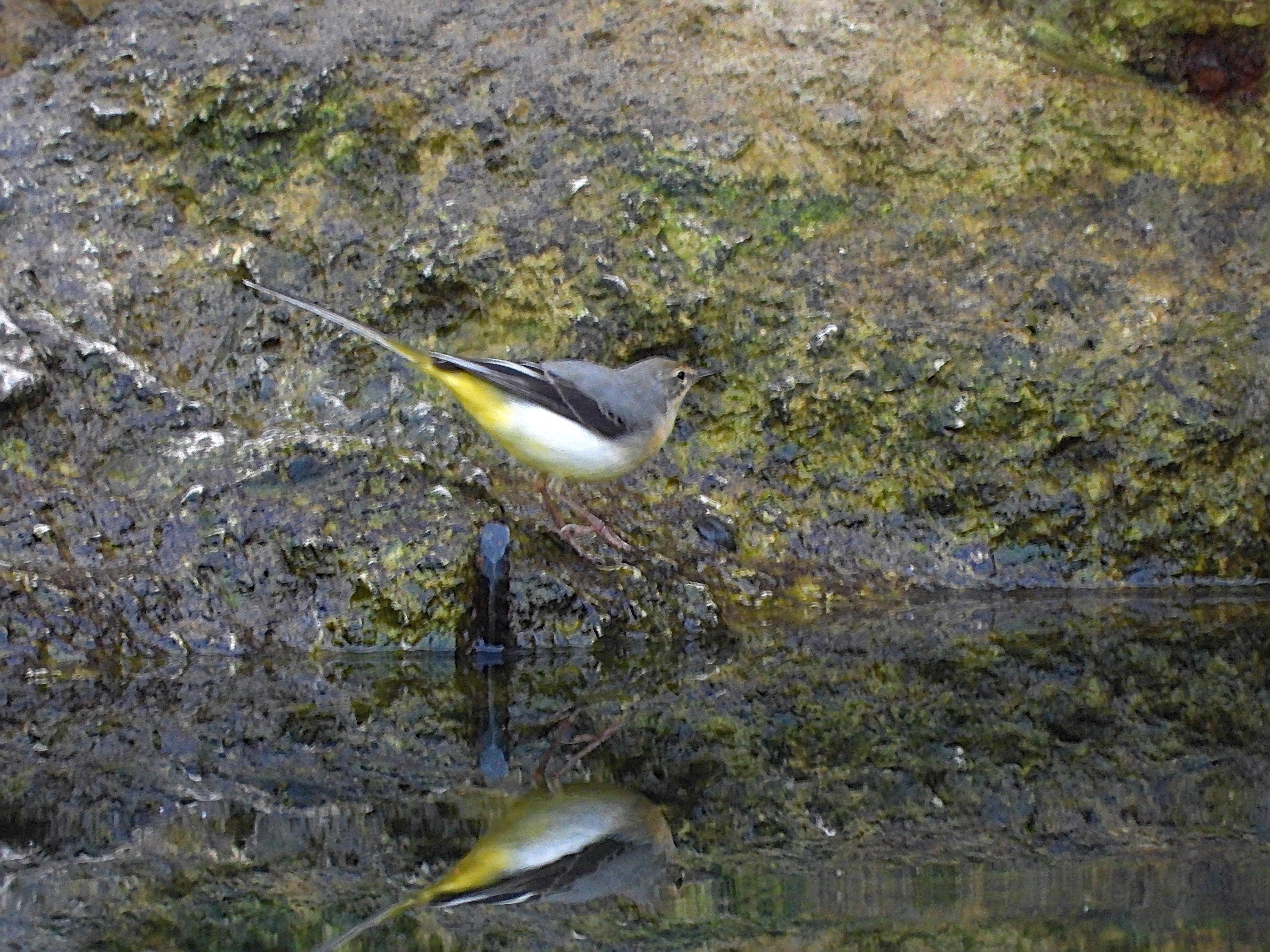 El pájaro está andando sobre una piedra en la orilla del agua. La piedra de color gris tiene musgo de color verde. En el agua se ve de manera invertida la forma del pájaro.
Es un pájaro muy estilizado y distintivo, de larga cola y con tonos grises y amarillos. Exhibe dorso gris ceniza, alas plegadas negras y sin bandas blancas, y partes inferiores y obispillo amarillos. Posee una cola muy larga y negra, con plumas externas blancas, y patas y pico negros. La cabeza es gris, con garganta y babero negros, y con dos marcadas líneas blancas en ceja y bigotera.
Si estás leyendo este texto es porque tienes dificultades de visión y espero que te haya ayudado a ver la imagen. Si no ha sido así, te agradecería los comentarios.
Si lo has leído aunque ves la imagen sin problemas recuerda que debes poner un texto alternativo en tus archivos multimedia para que todo el mundo pueda disfrutarlos.
