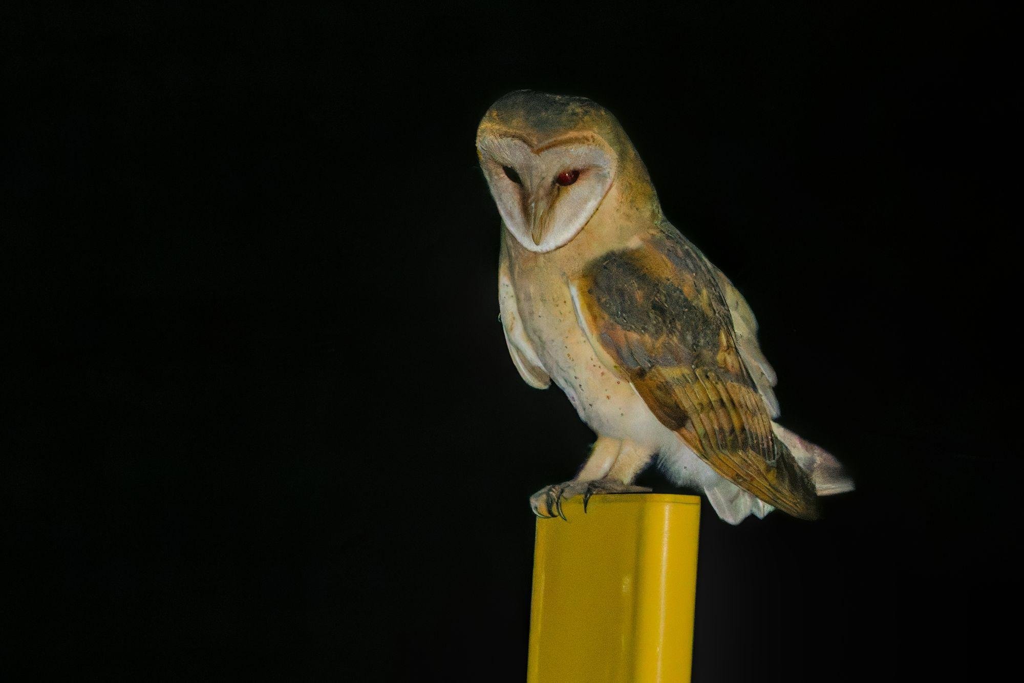 Barn owl perched on the top of a yellow post, facing slightly left, against a dark background.