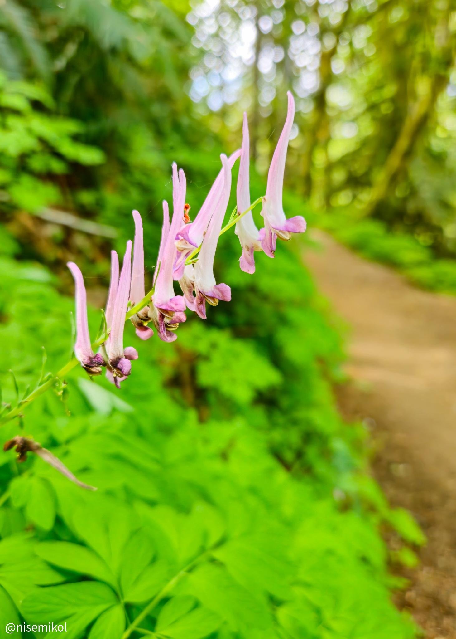 Purple tubular flowers with downward-facing petals on a green stem stand prominently in the foreground. Lush green leaves fill the lower background, while a blurred dirt path curves through a densely wooded area under dappled sunlight.