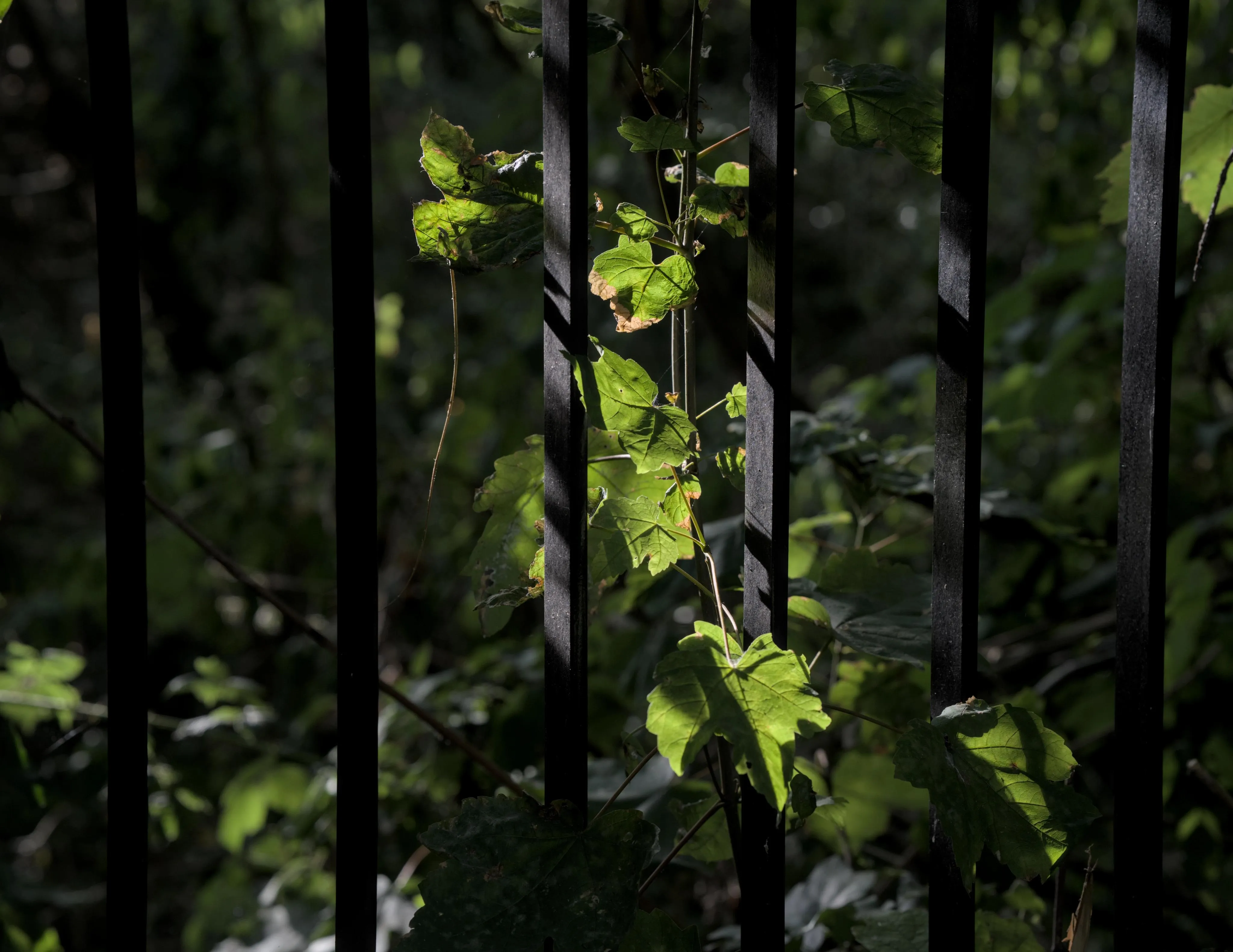 Close-up photograph of green leafed plants growing between the black metal bars of a barrier, with forested greenery in the background. The leaves and bars in the center of the image are sunlit, while shade covers both sides.