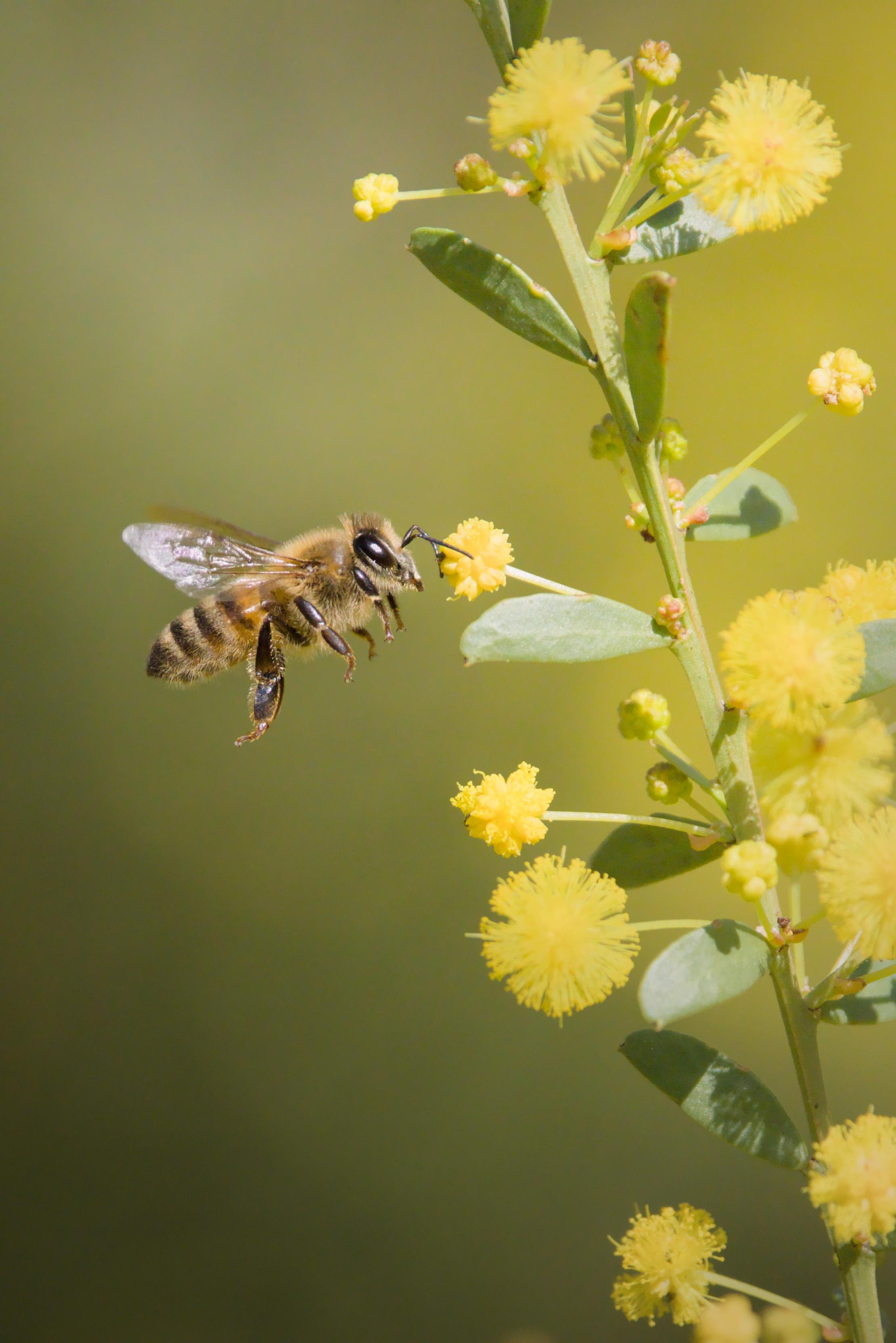 A honeybee hovering beside a green stem with oval leaves and round yellow puffball flowers, against a blurred green background.