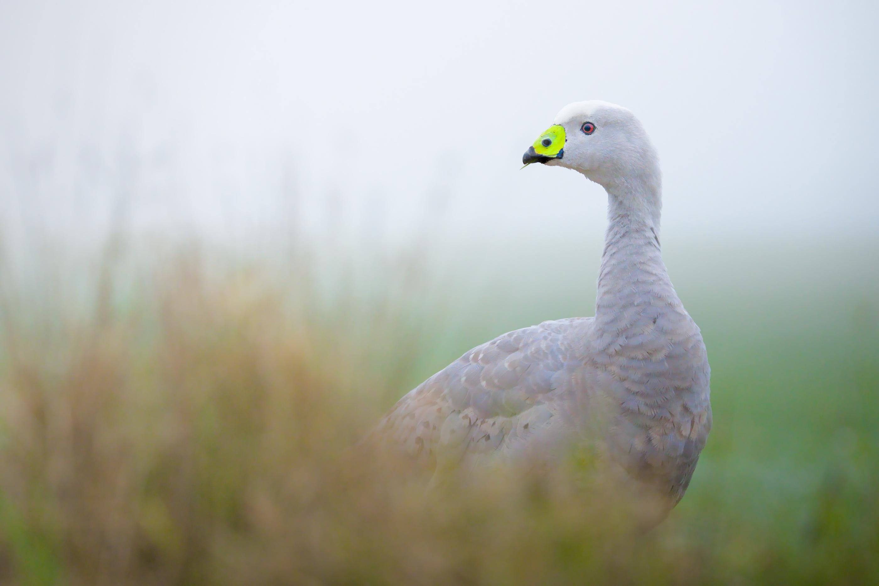 A CapeBarren goose with a yellow-and-black beak standing in tall grass, shown in side profile against a blurred background.