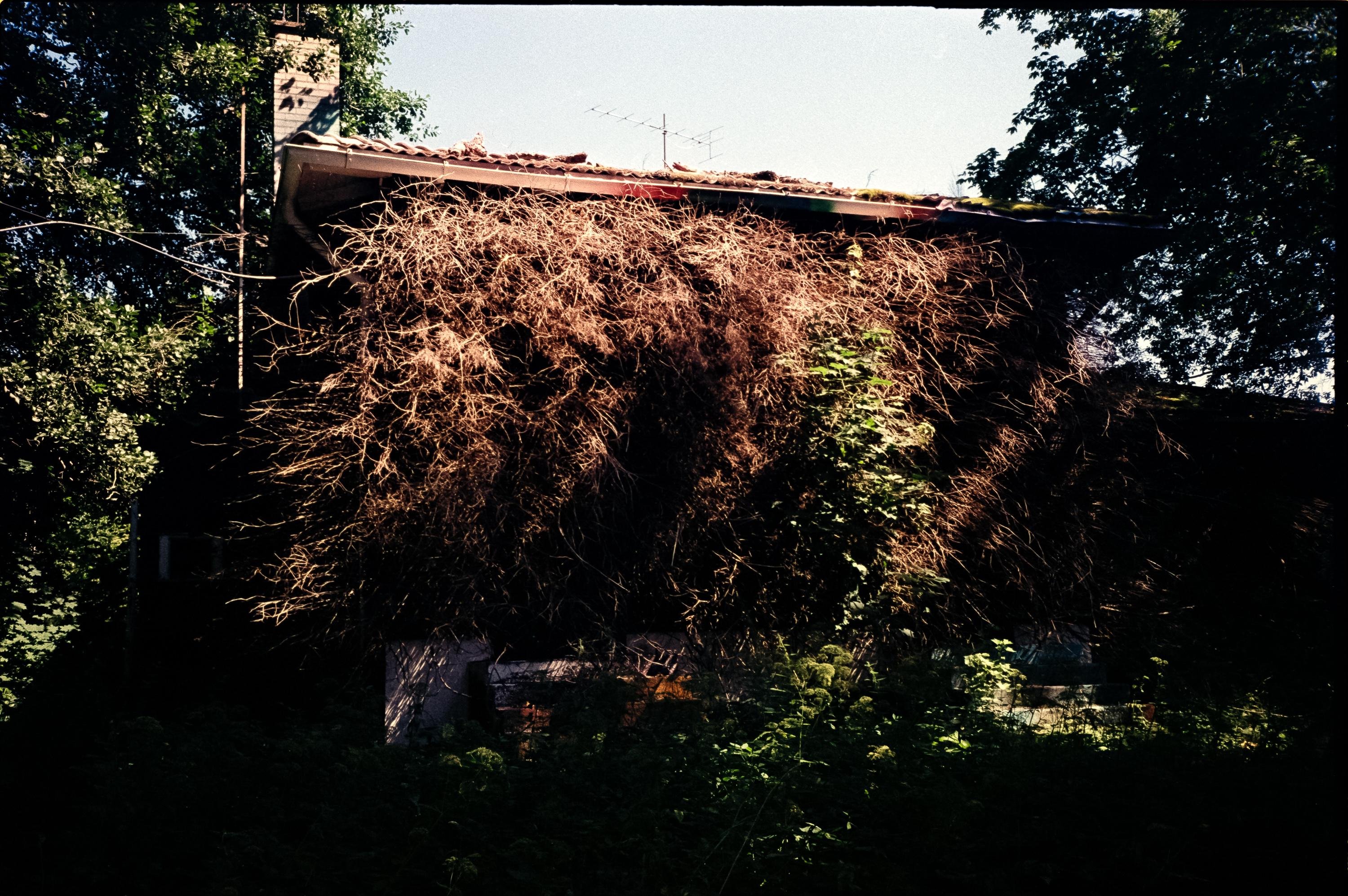 Dilapidated house covered in dry, overgrown vines, partially obscuring the structure. Sunlight illuminates the tangled branches, while leafy trees frame the scene, casting shadows. A chimney and antenna protrude from the roof, adding to the rustic and abandoned appearance.