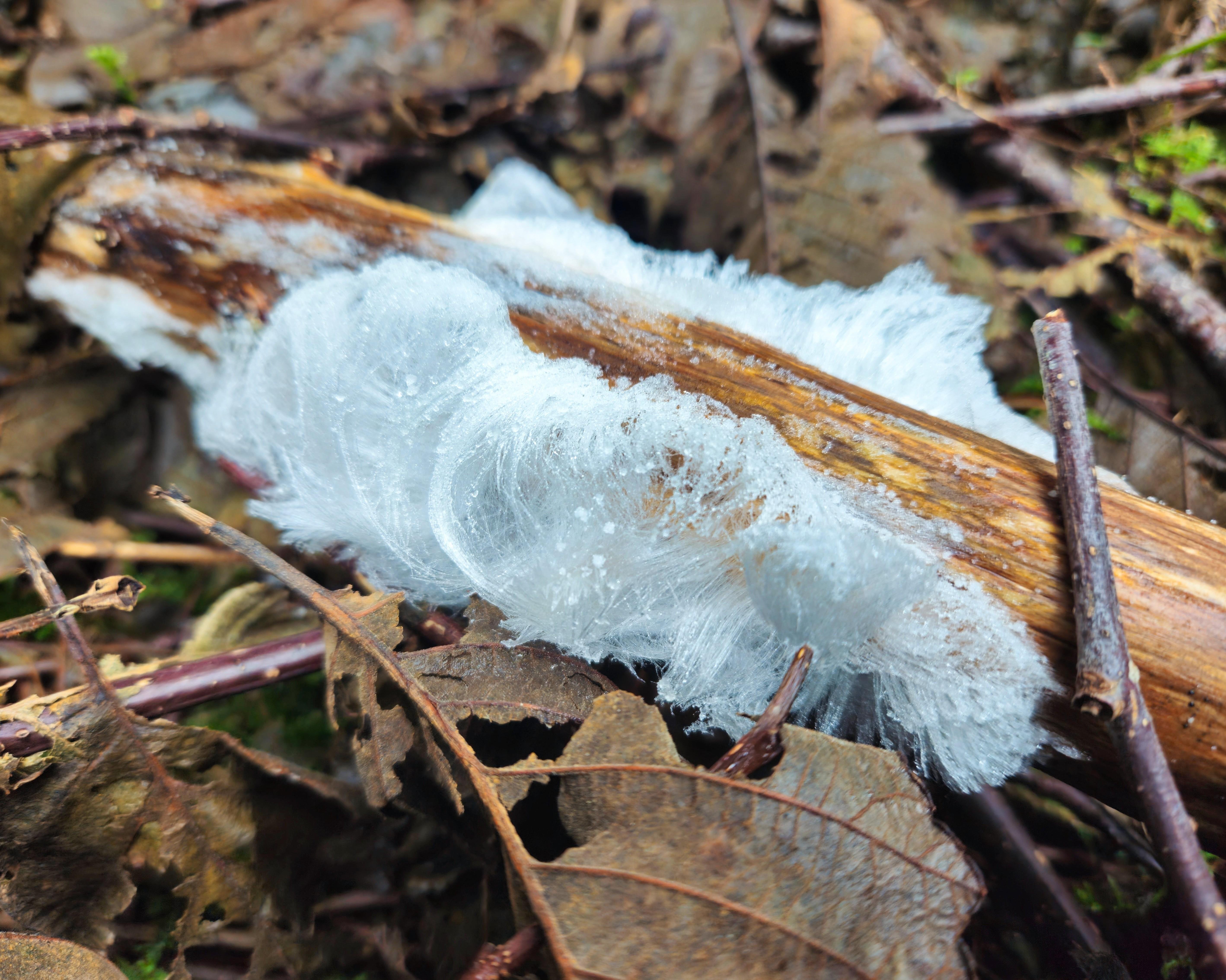 Close-up of a fallen brown branch on a forest floor, coated with white, feathery ice crystals among dry leaves and small twigs.