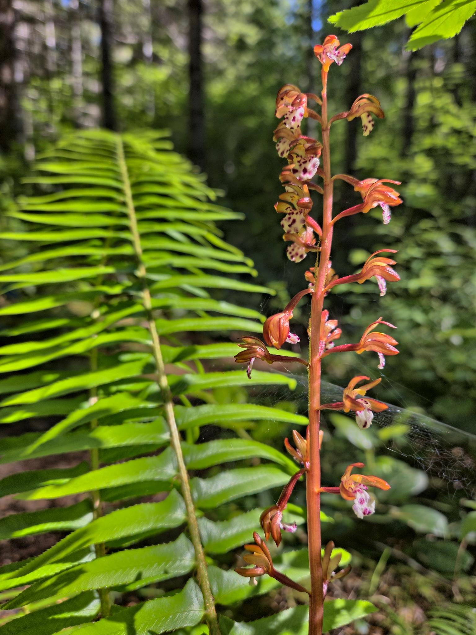 Tall plant with small, orange and pink flowers on a central stalk, next to a bright green fern leaf. Background features a forest setting with blurred green foliage. Light filters through, highlighting parts of the plant and fern.