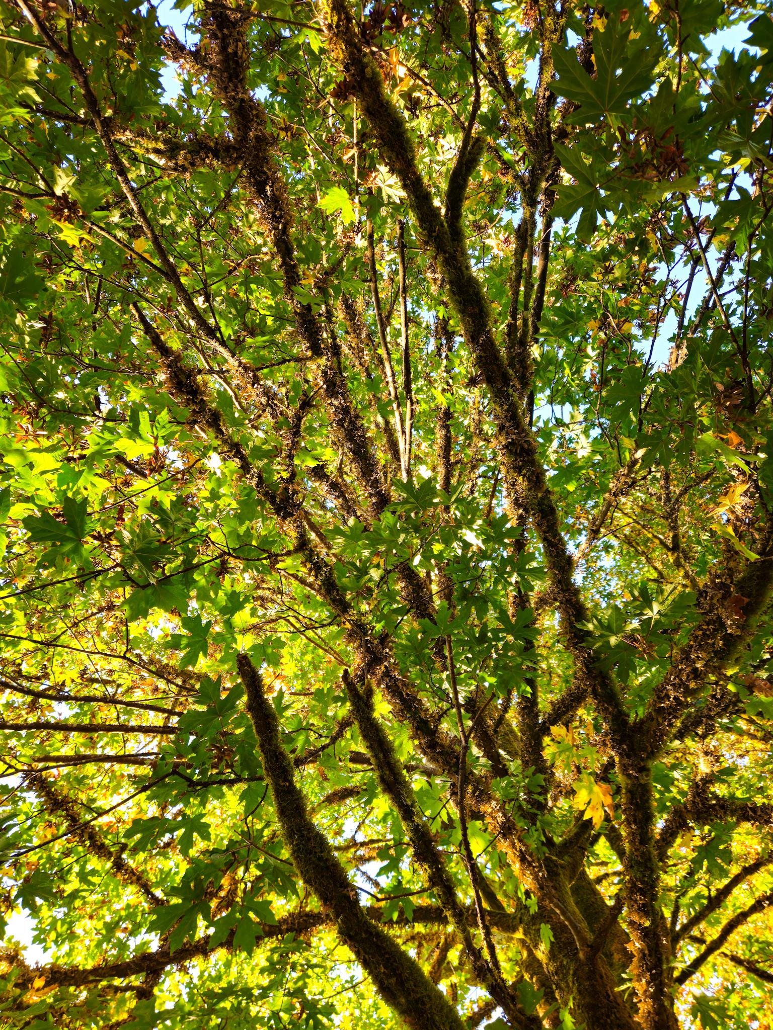 Upward view of a tree canopy with moss-covered branches spreading across the frame, dense green maple-like leaves, and sunlight filtering through with small patches of blue sky visible.
