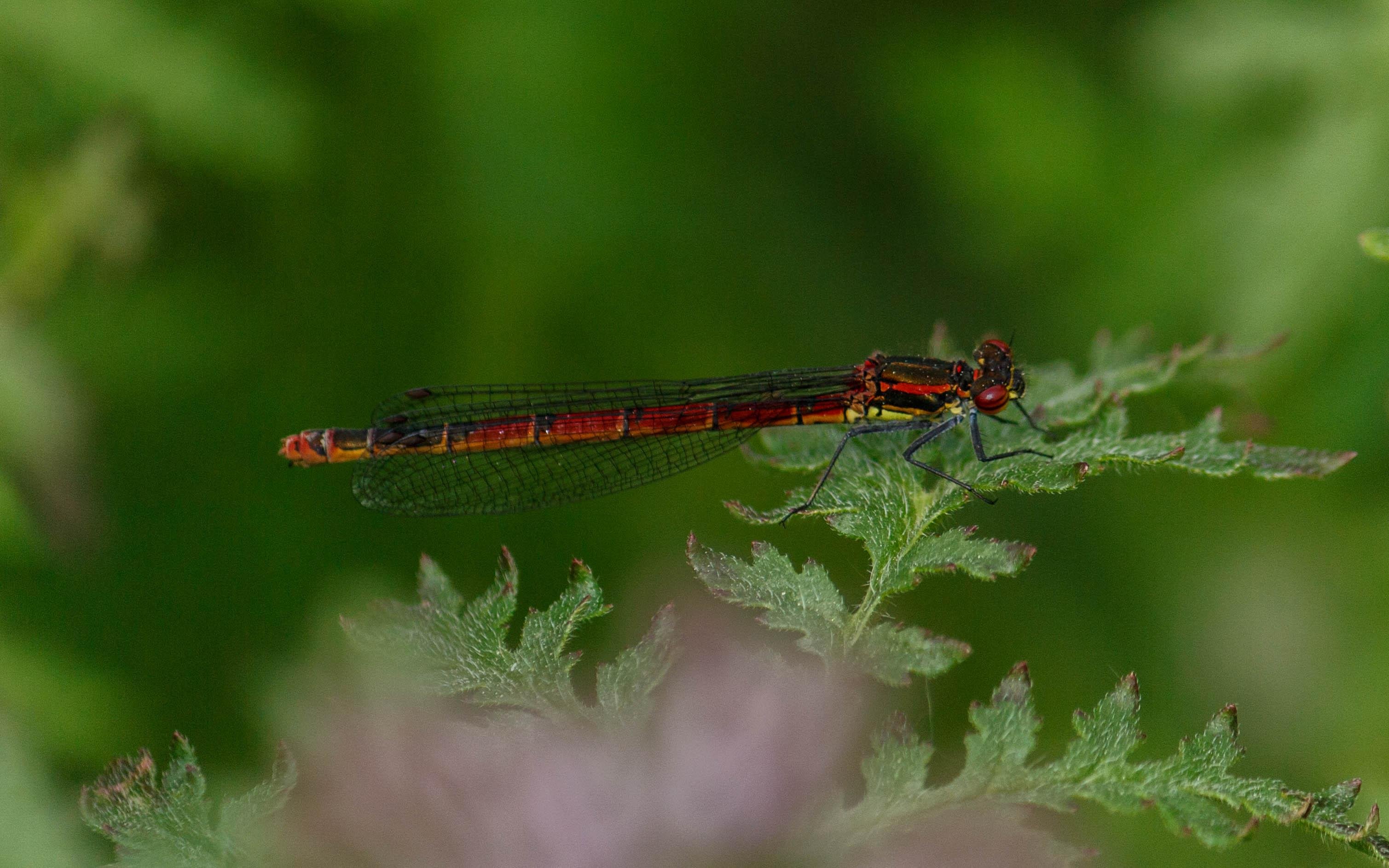 A large red damselfly (Pyrrhosoma nymphula) resting on a leaf.