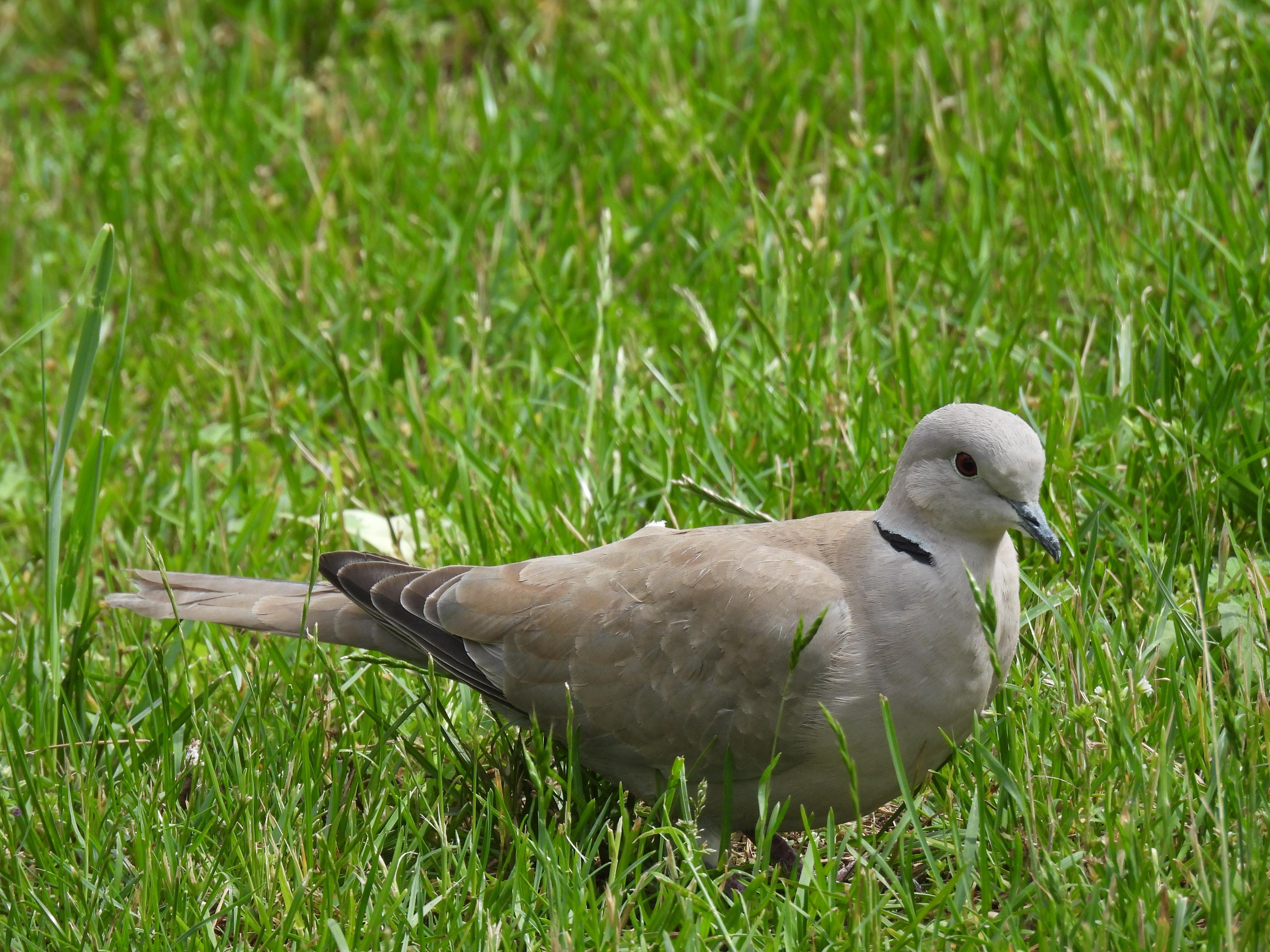a collared dove standing on the ground, surrounded by tall, fresh green grass. the bird is facing right.