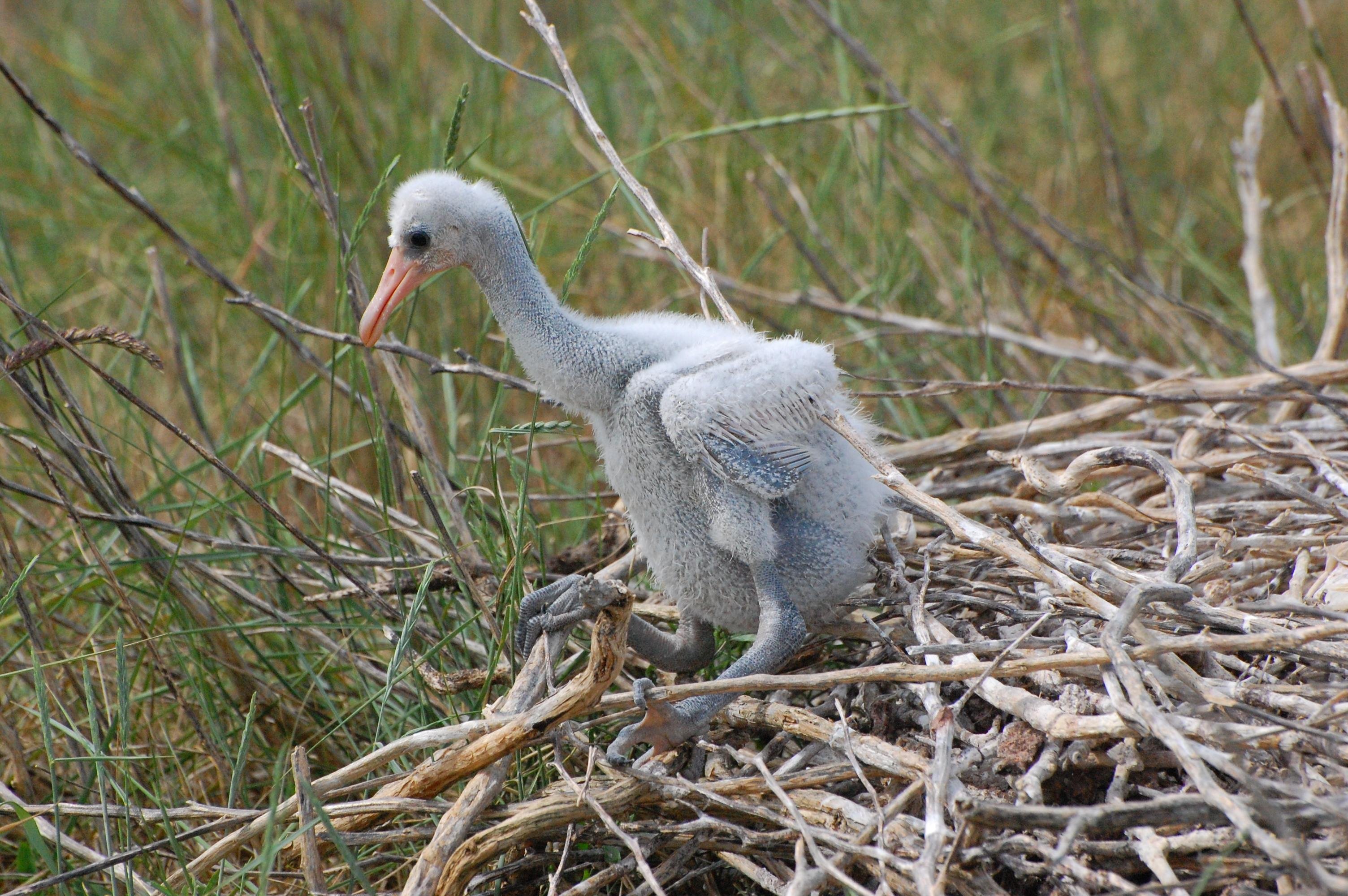 This image shows a spoonbill chick, standing in a nest made of sticks and twigs. The chick has light gray down feathers and an orange beak.
