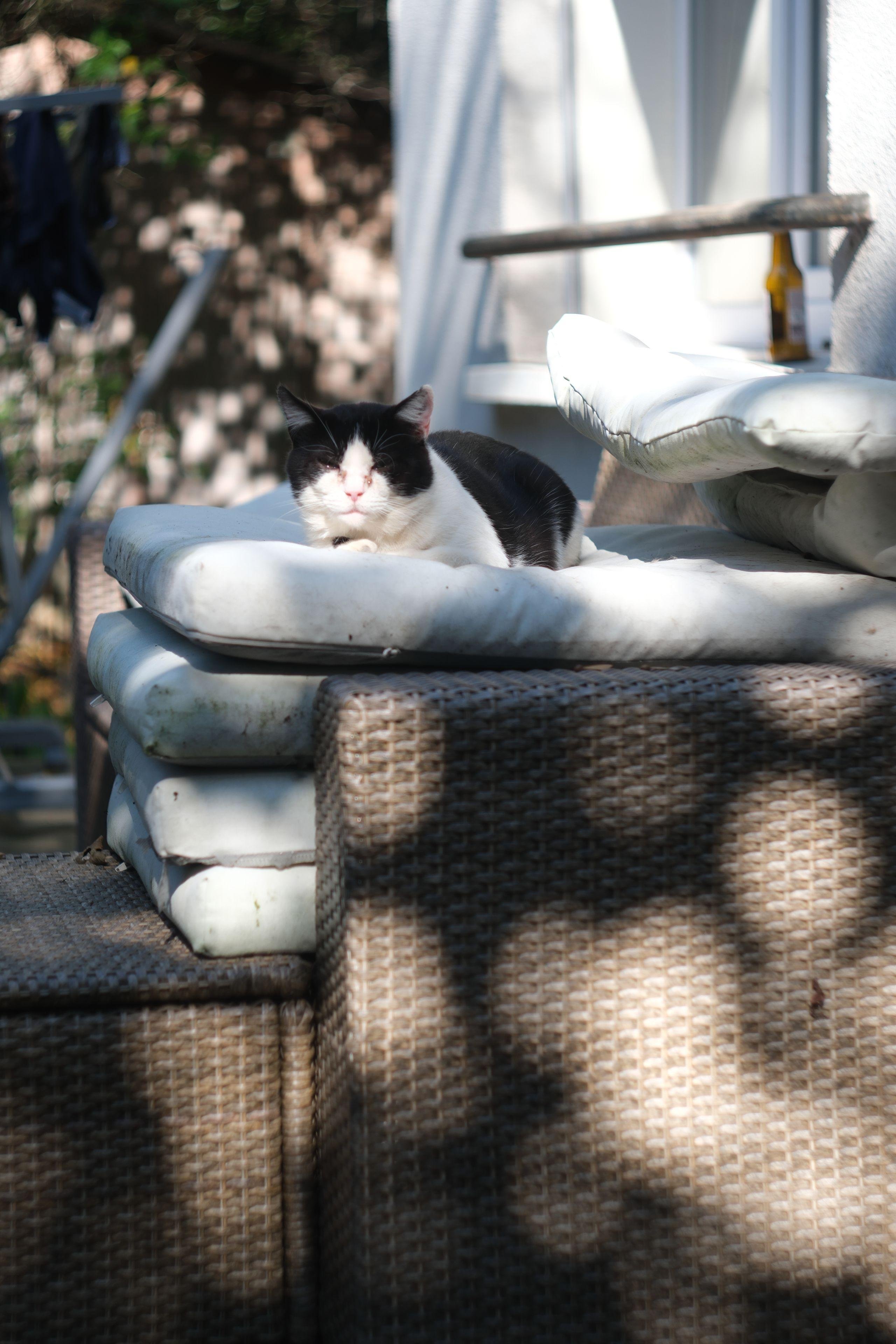 Photo mode portrait d’un chat noir et blanc, dormant sur une pile de coussins d’un meuble de jardin, avec des rayons de soleil l’éclairant
